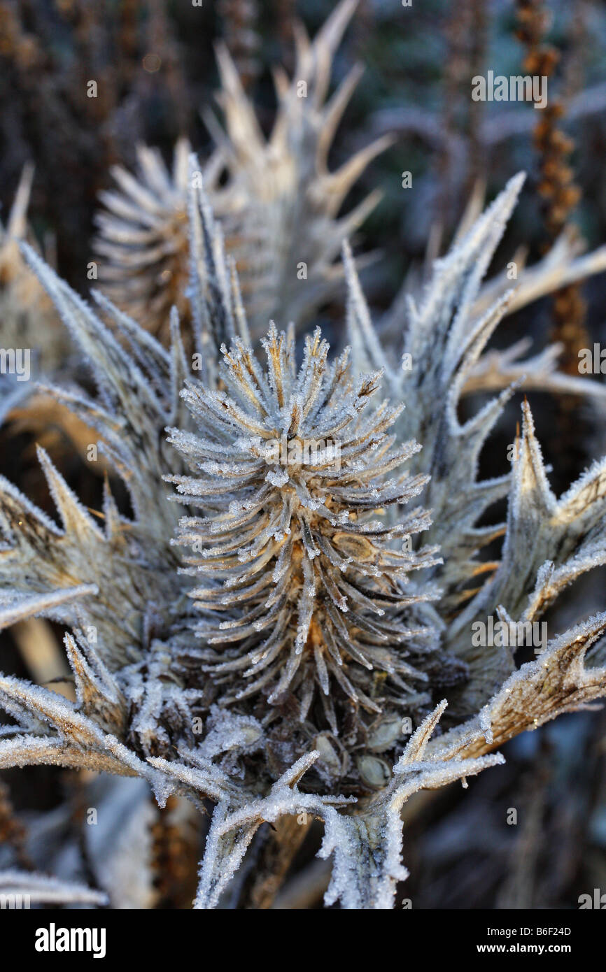 ERYNGIUM GIGANTEUM SILVER GHOST smerigliati Teste di seme Foto Stock