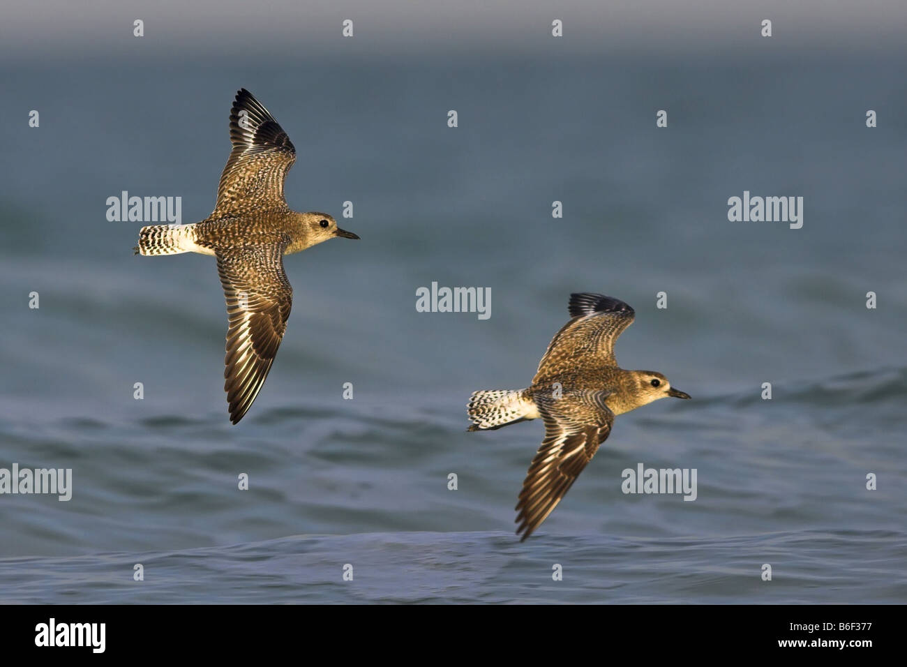 Grigio (plover Pluvialis squatarola), due individui volare sopra il mare, STATI UNITI D'AMERICA, Florida Foto Stock