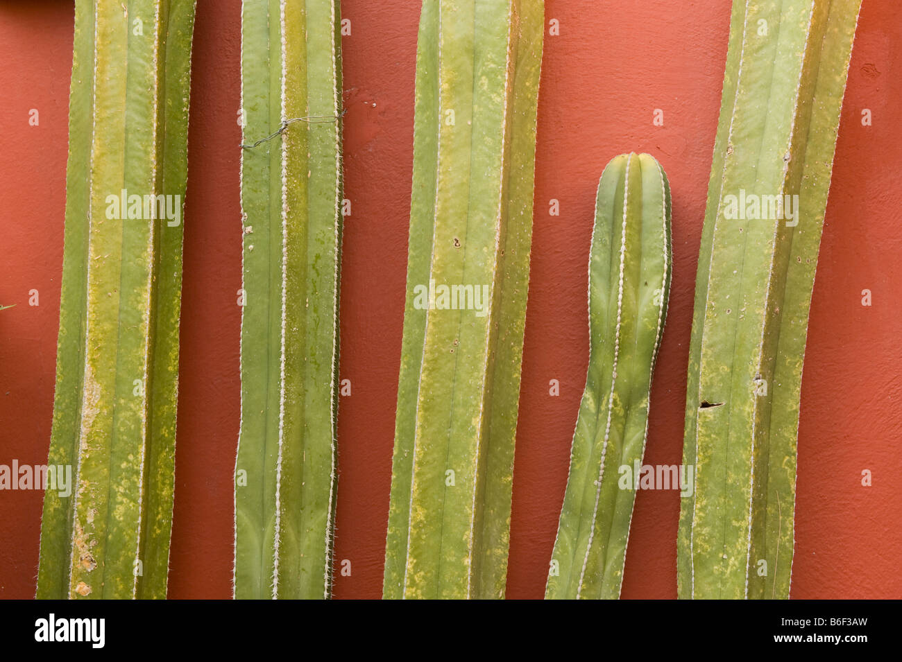 Il Cactus e parete dipinta, San Miguel De Allende, Messico Foto Stock