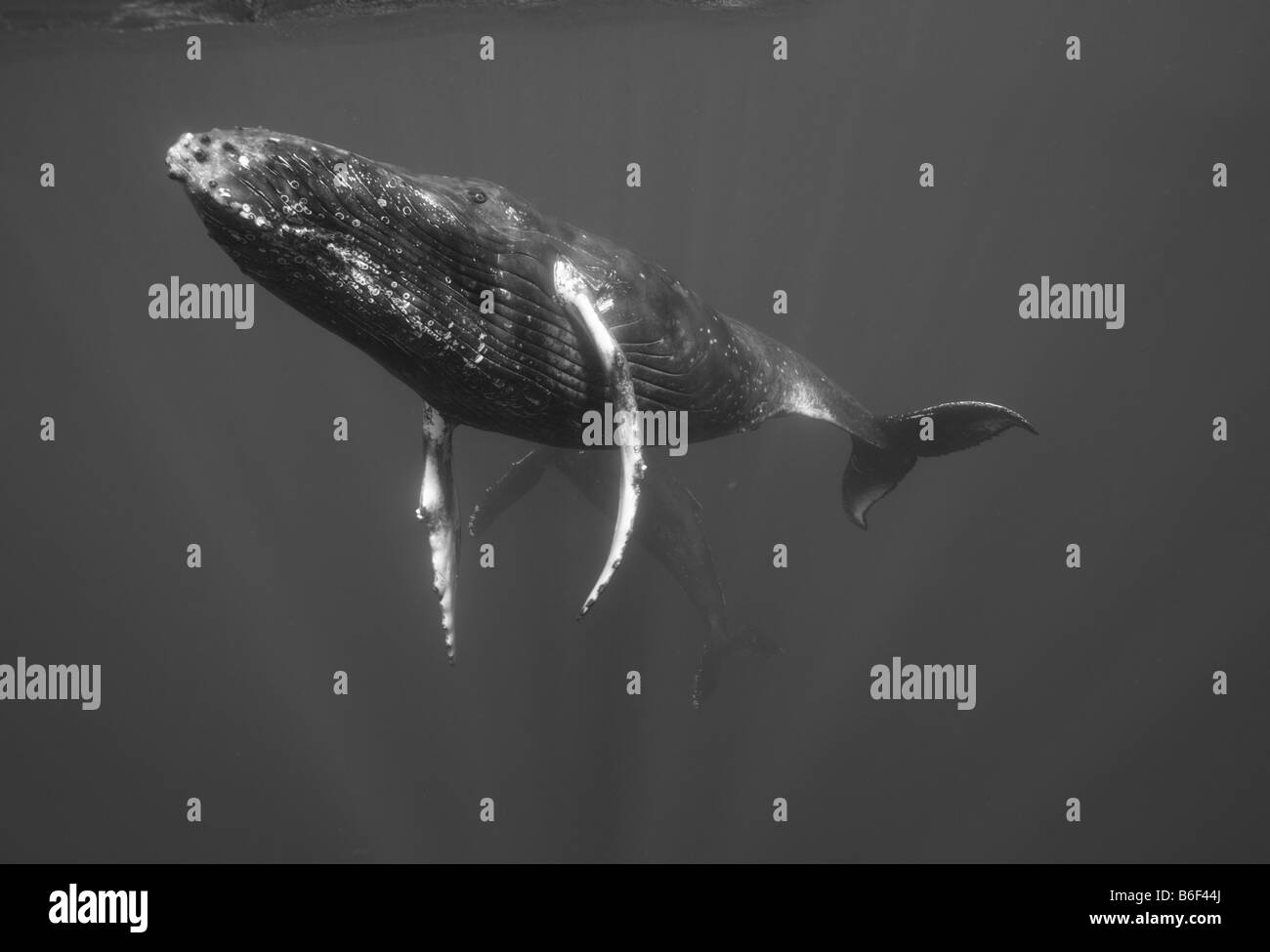 Stati Uniti Hawaii Big Island vista subacquea di Balene Humpback Megaptera novaengliae nuotare nell'Oceano Pacifico Foto Stock