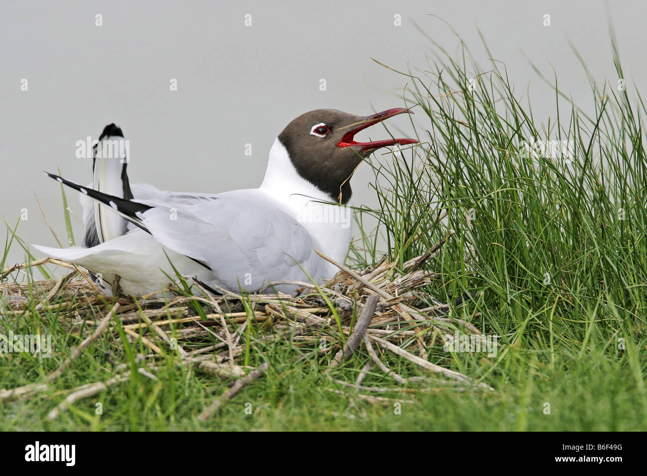 A testa nera (gabbiano Larus ridibundus), allevamento, Paesi Bassi, Texel Foto Stock