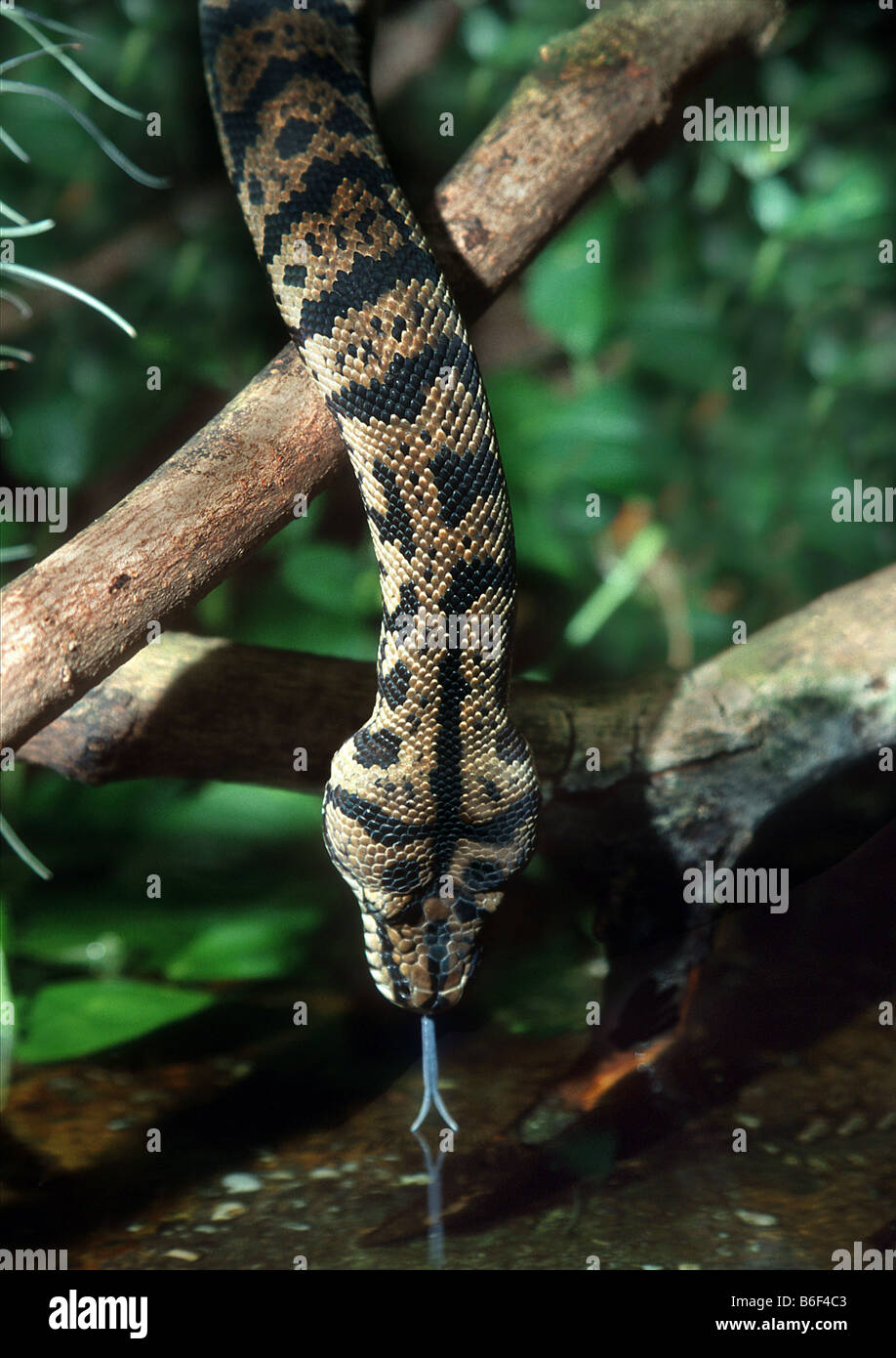 Diamond Python (Morelia argus, Morelia spilota spilota), python bevande Foto Stock
