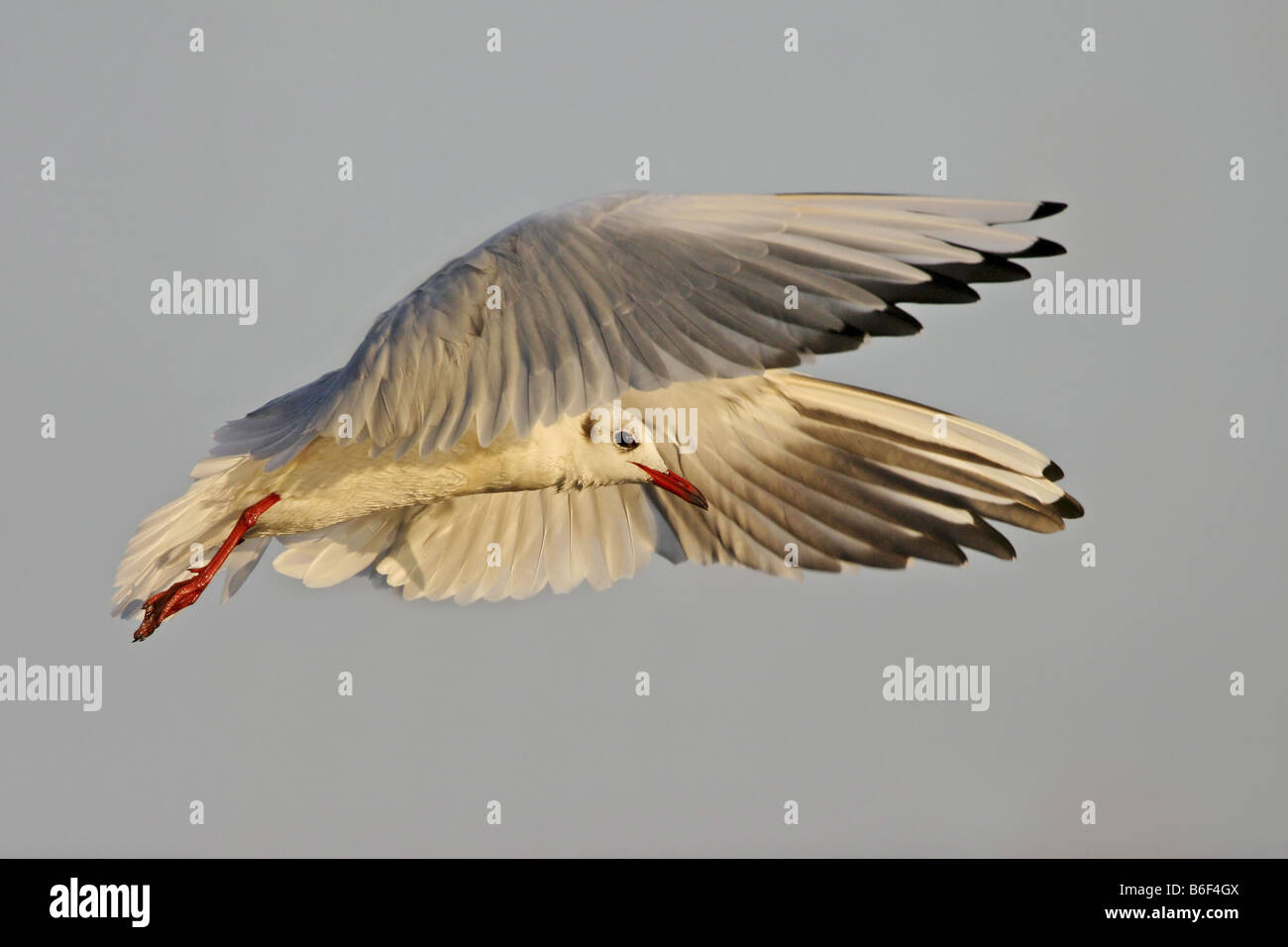 A testa nera (gabbiano Larus ridibundus), flying adulto, Andalusia Foto Stock