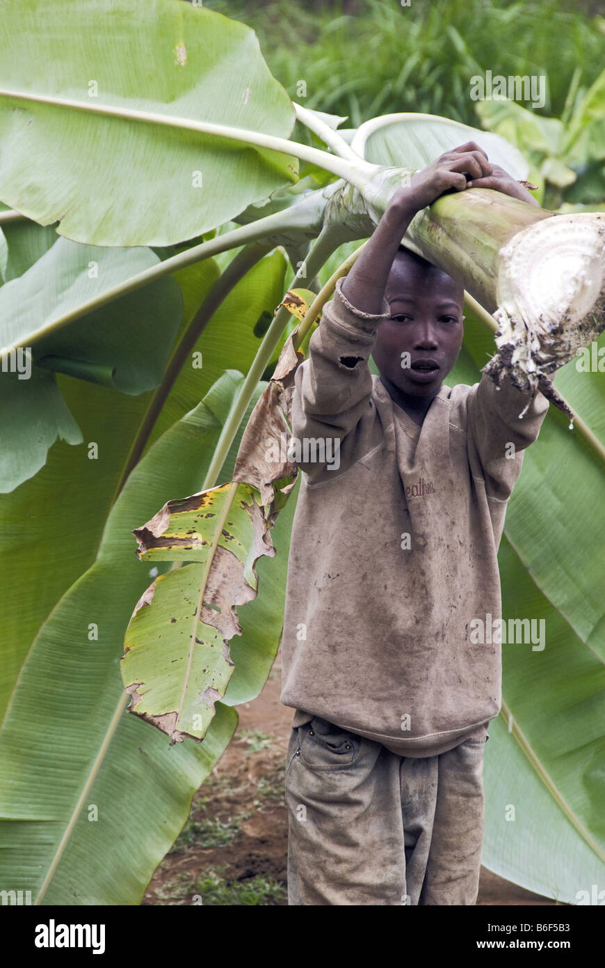 Giovane ragazzo porta foglie di banano in Ngiresi villaggio vicino ad Arusha, in Tanzania Foto Stock