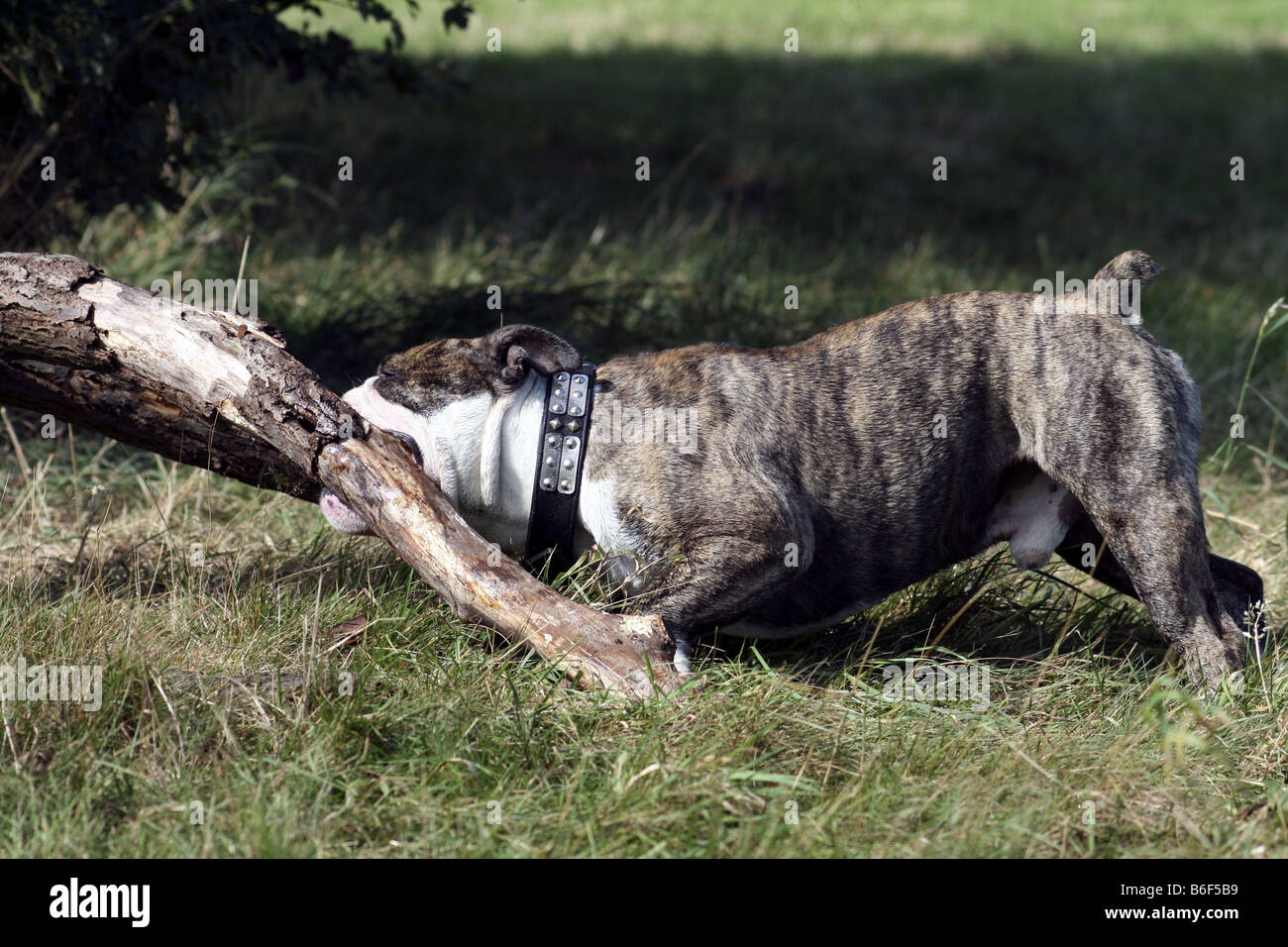 Bulldog inglese (Canis lupus f. familiaris), bit di una filiale di grandi dimensioni che lys su un prato Foto Stock