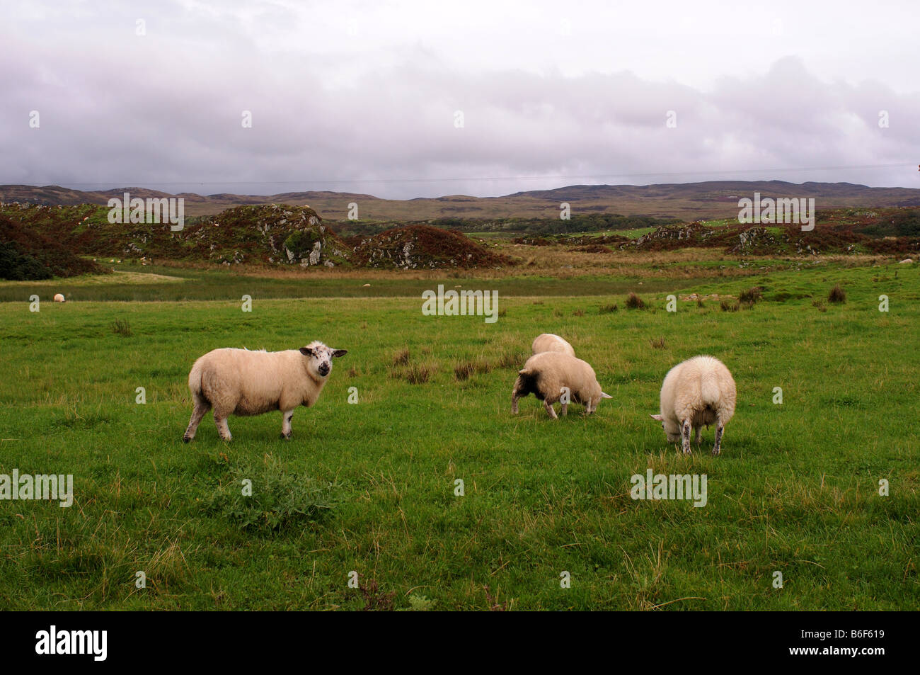 Free range le pecore pascolano liberamente roaming nelle Highlands scozzesi o di campagna irlandese il paesaggio e il paesaggio è mozzafiato Foto Stock