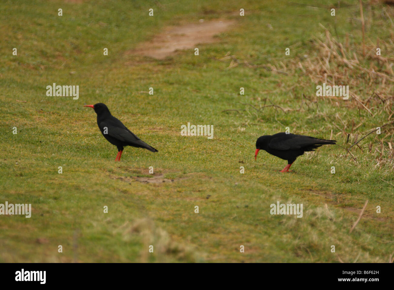 Due Choughs, Pyrrhocorax pyrrhocorax, alimentando in breve la prateria turf Foto Stock