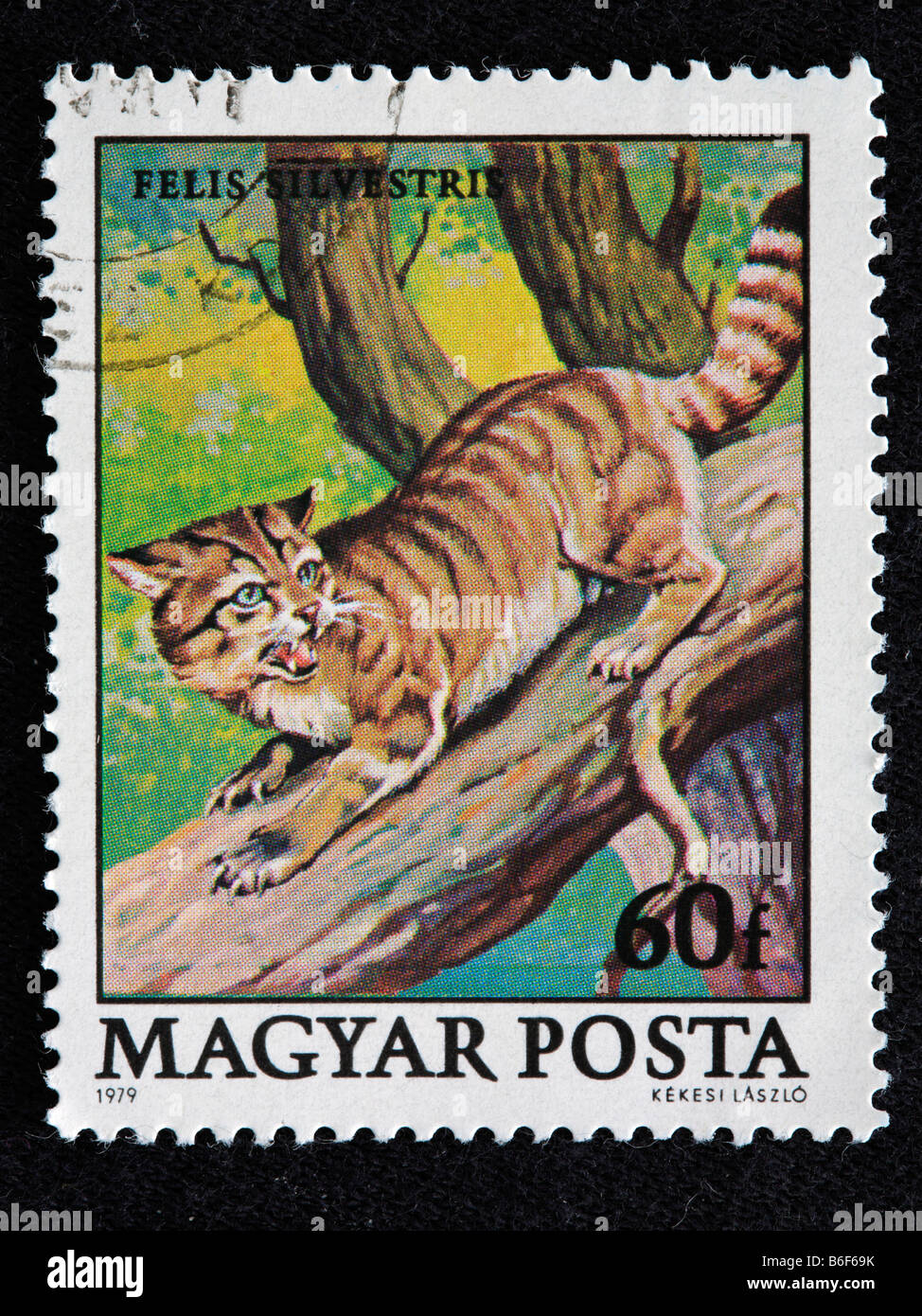 Il gatto selvatico (Felis silvestris), francobollo, Ungheria, 1979 Foto Stock
