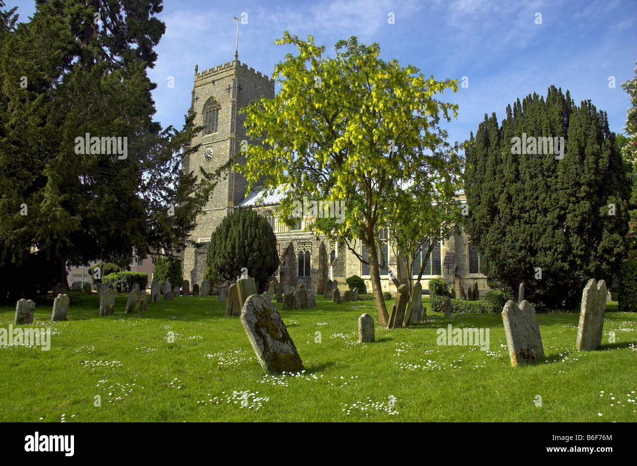 Il maggiociondolo crescente nel sagrato della chiesa Framlingham Foto Stock