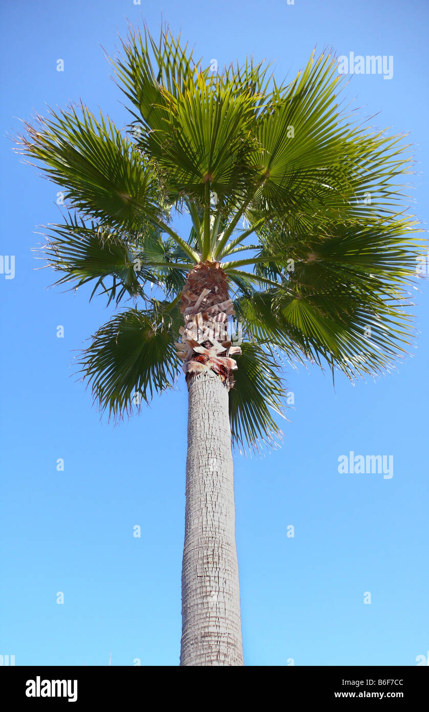 Ventola della California palm, Petticoat Palm (Washingtonia filifera), albero contro il cielo blu, Spagna Maiorca Foto Stock
