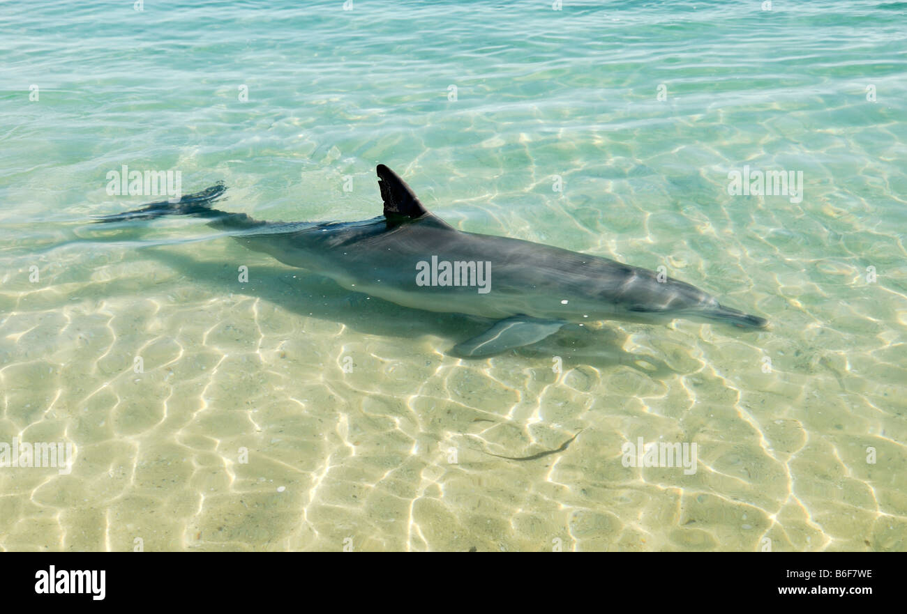 Comune di delfini Bottlenose (Tursiops truncatus) in acque poco profonde, Monkey Mia, Shark Bay, Australia occidentale Foto Stock