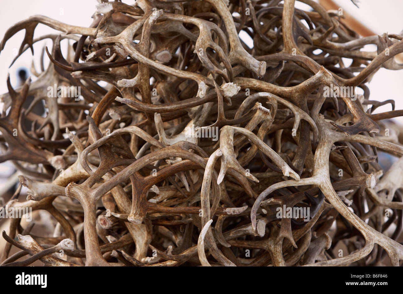 La renna palchi, Kanchalan situato nel Chukot Regione autonoma, Siberia, Russia Foto Stock