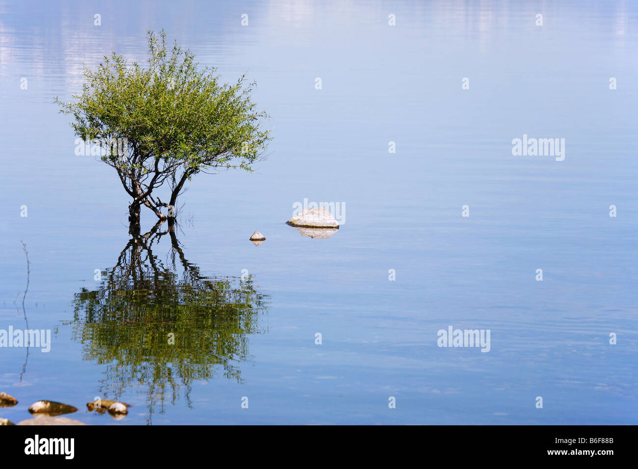 Bush si riflette nel Lago Nahuel Huapi in Argentina Lake District Foto Stock