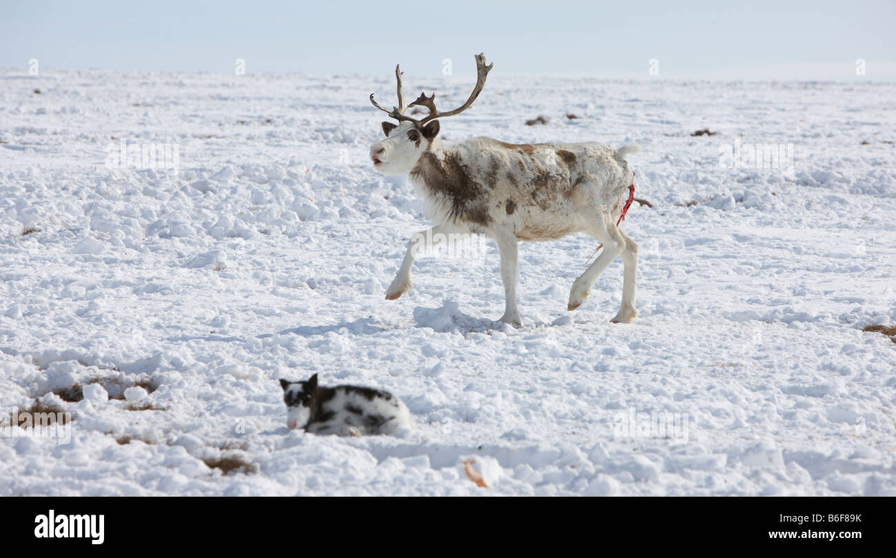 Nuovo nato le renne con la madre, Kanchalan situato nel Chukot Regione autonoma, Siberia, Russia Foto Stock