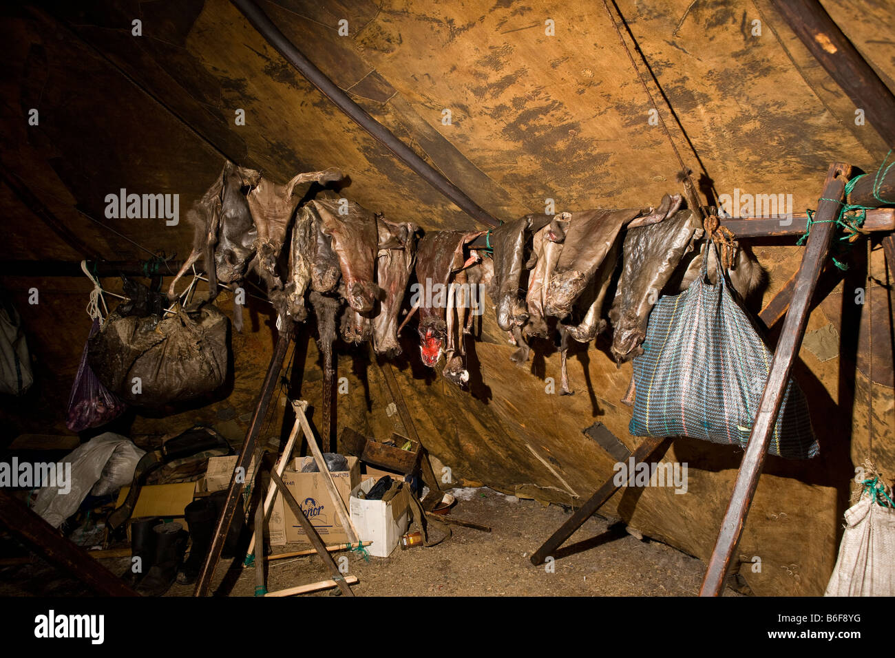 Pelli di renna appeso in tenda, Kanchalan, Siberia, Russia Foto Stock