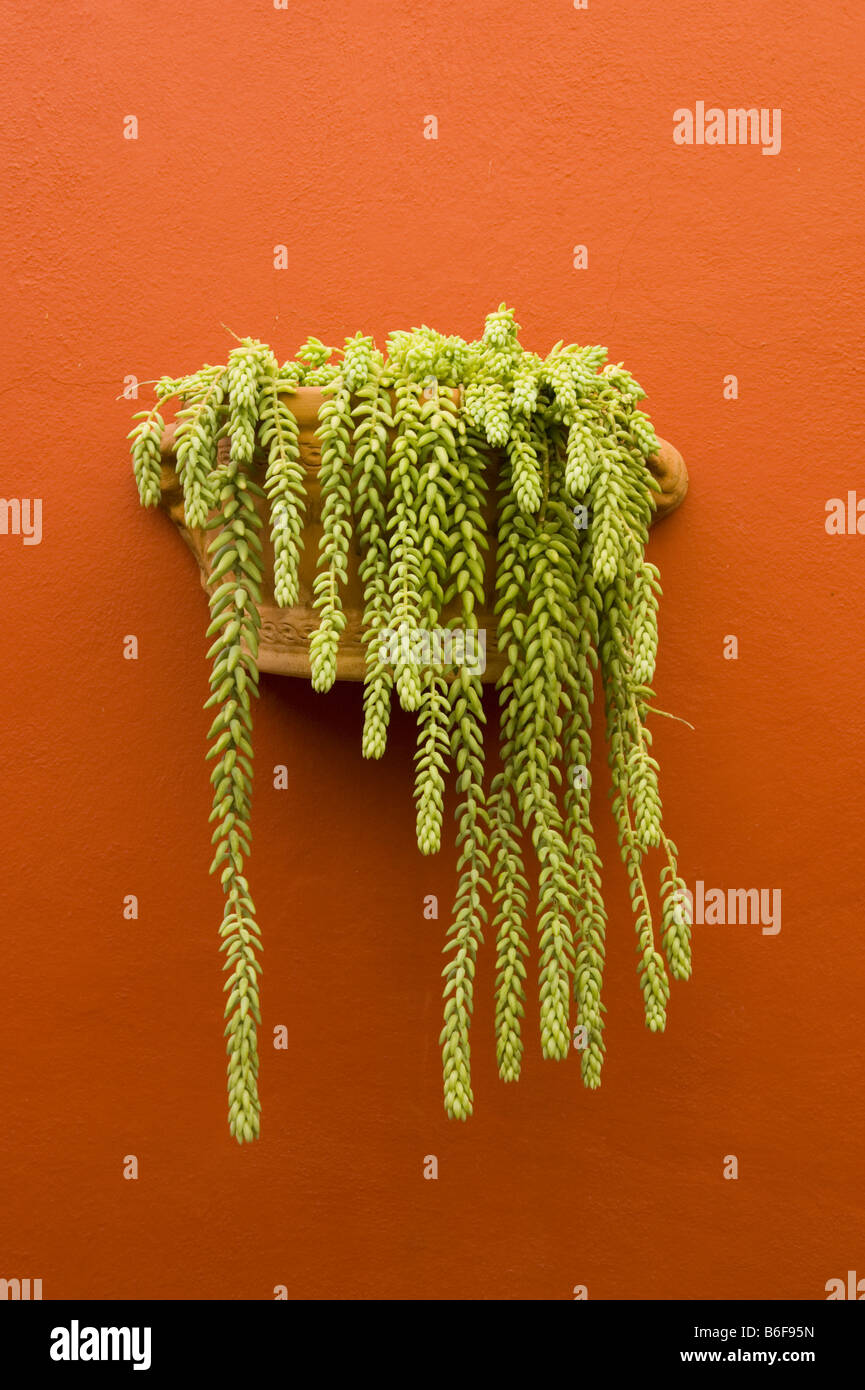 Burro di coda (Sedum morganianum) San Miguel De Allende, Messico Foto Stock