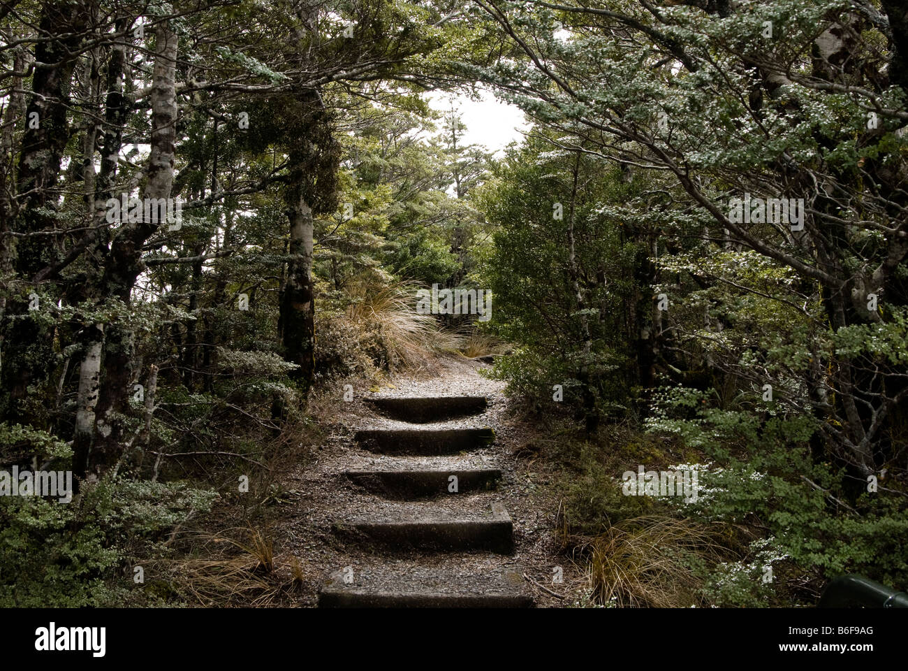 Passi in una foresta al Parco nazionale di Tongariro Foto Stock