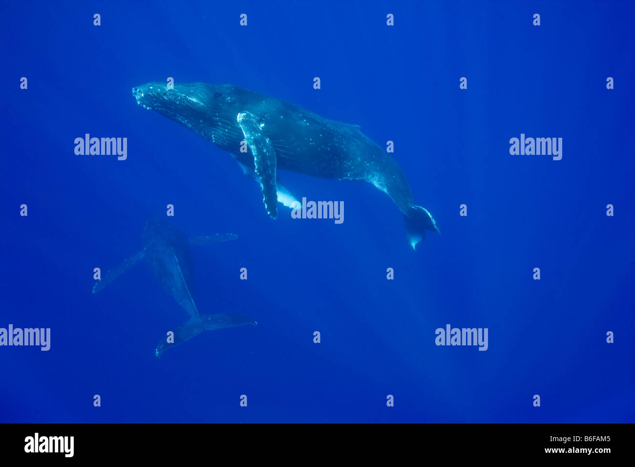 Stati Uniti Hawaii Big Island vista subacquea di Balene Humpback Megaptera novaengliae nuotare nell'Oceano Pacifico Foto Stock