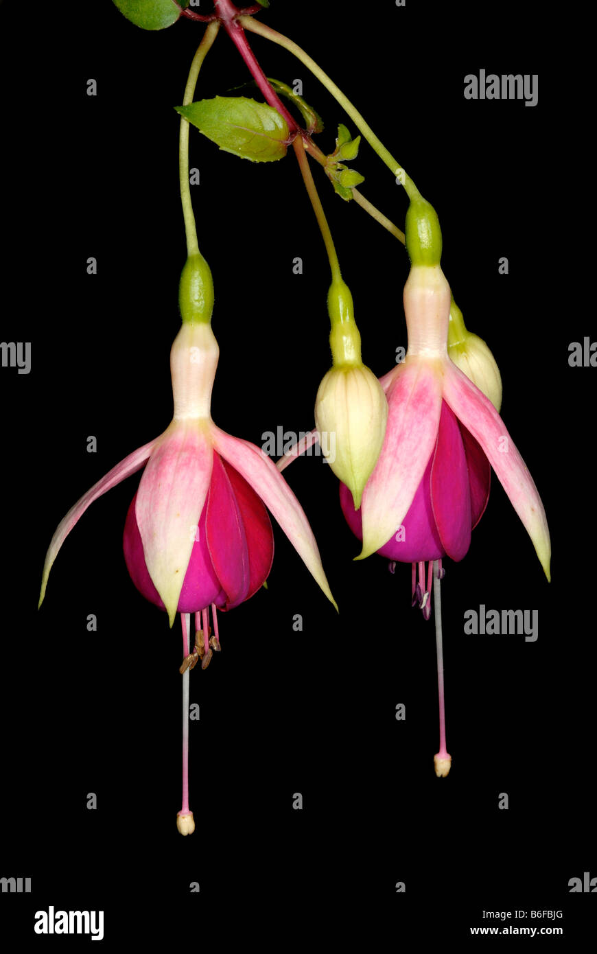Fuchsia (Fuchsia), fiorisce Foto Stock