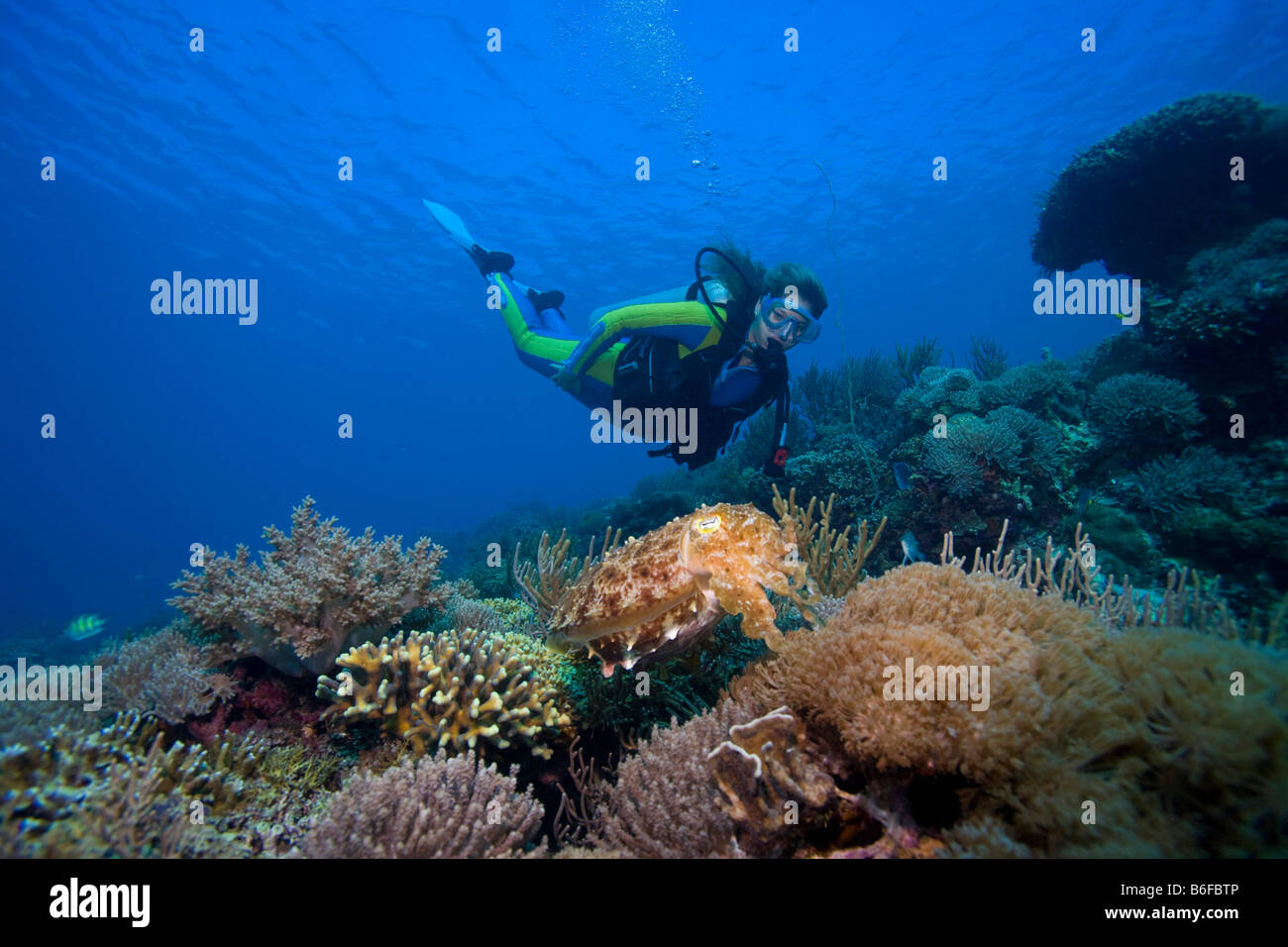 Suba diver guardando un Broadclub Seppie (Sepia latimanus), Indonesia, sud-est asiatico Foto Stock