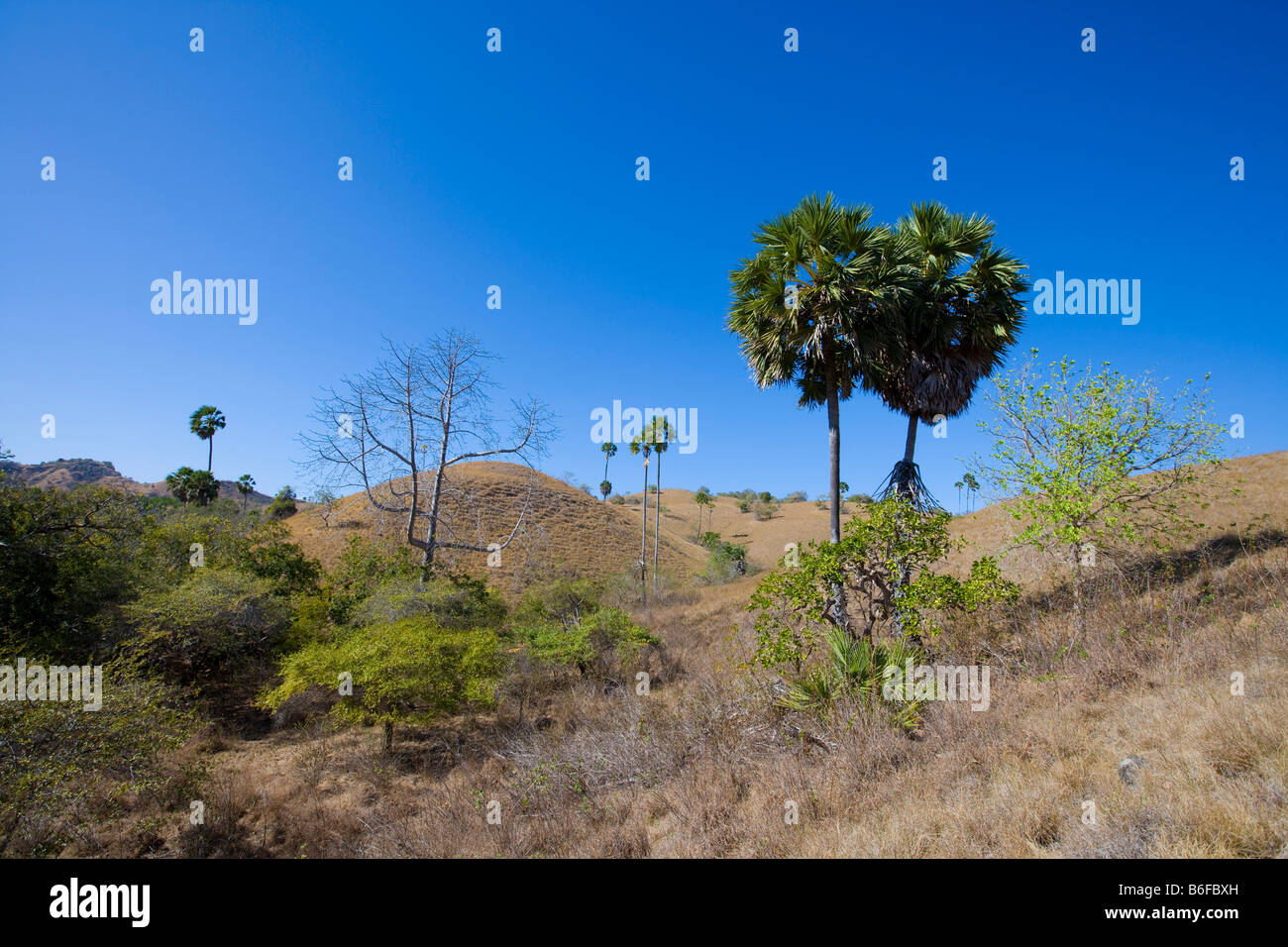 Asian Palmyra Palm o Toddy Palm o Sugar Palm (Borassus flabellifer), Komodo Parco Nazionale, Komodo, Indonesia, sud-est asiatico Foto Stock