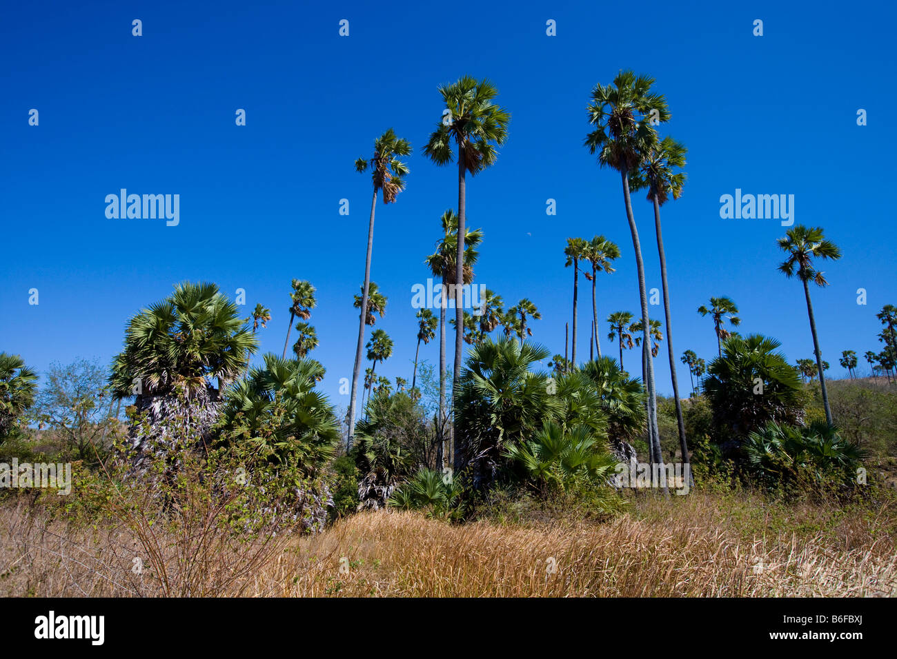 Asian Palmyra Palm o Toddy Palm o Sugar Palm (Borassus flabellifer), Komodo Parco Nazionale, Komodo, Indonesia, sud-est asiatico Foto Stock