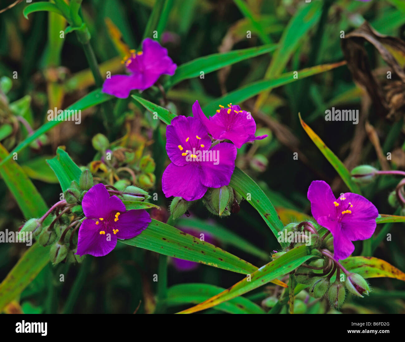 Close up foto di Tradescantia cupola viola Foto Stock
