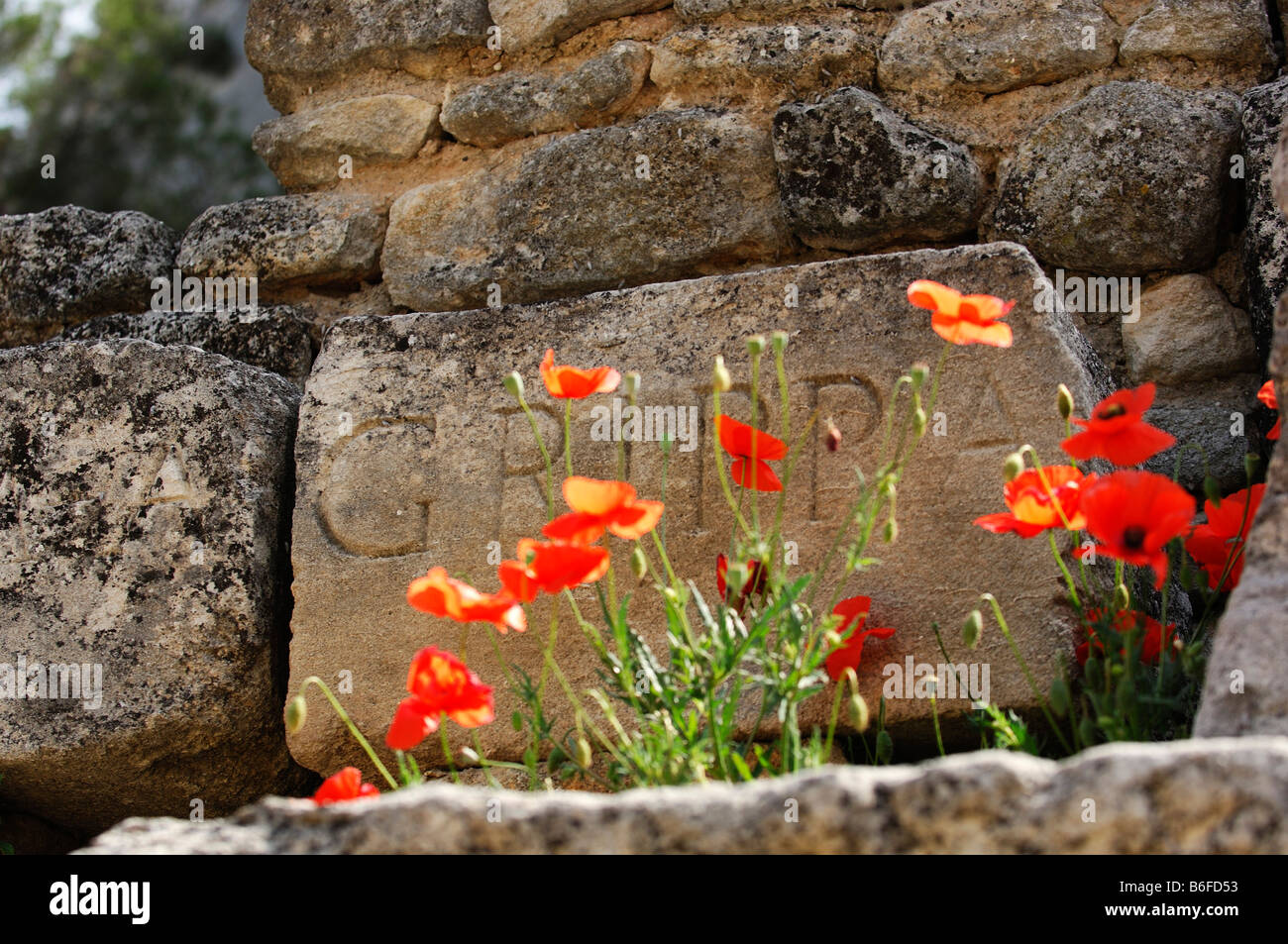 Il papavero fiori nella parte anteriore di una tavoletta di pietra nel tempio Agrippa in Glanum, Plateau des antiquariato, Saint Remy de Provence, Provenc Foto Stock