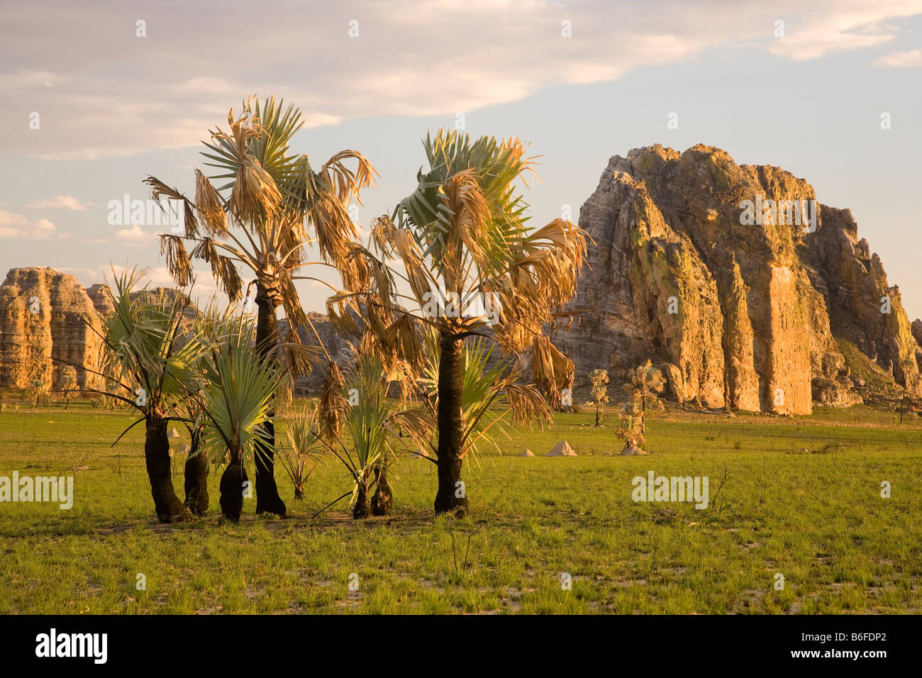 Le palme del Madagascar Foto Stock