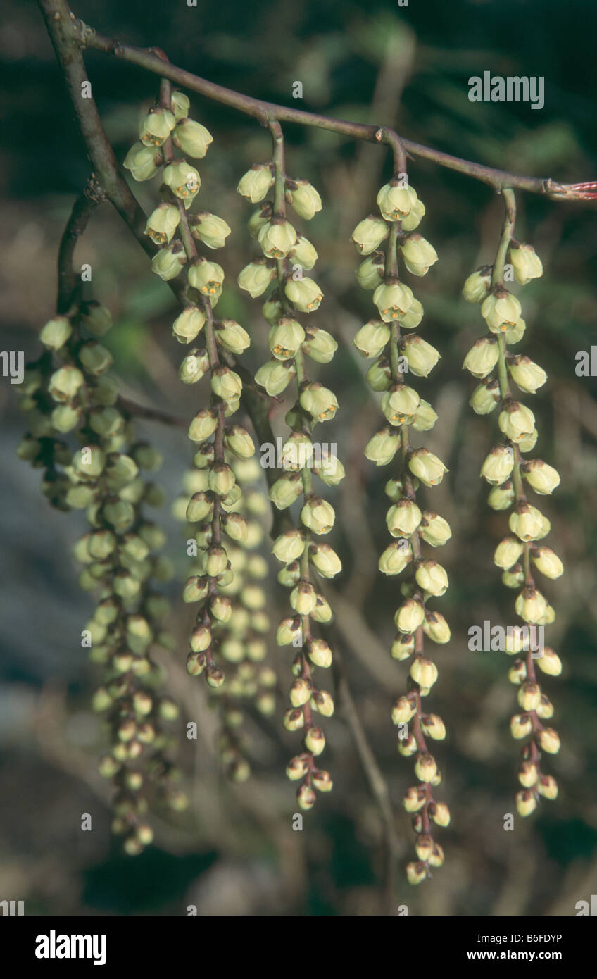 Stachyurus praecox in primavera. Foto Stock