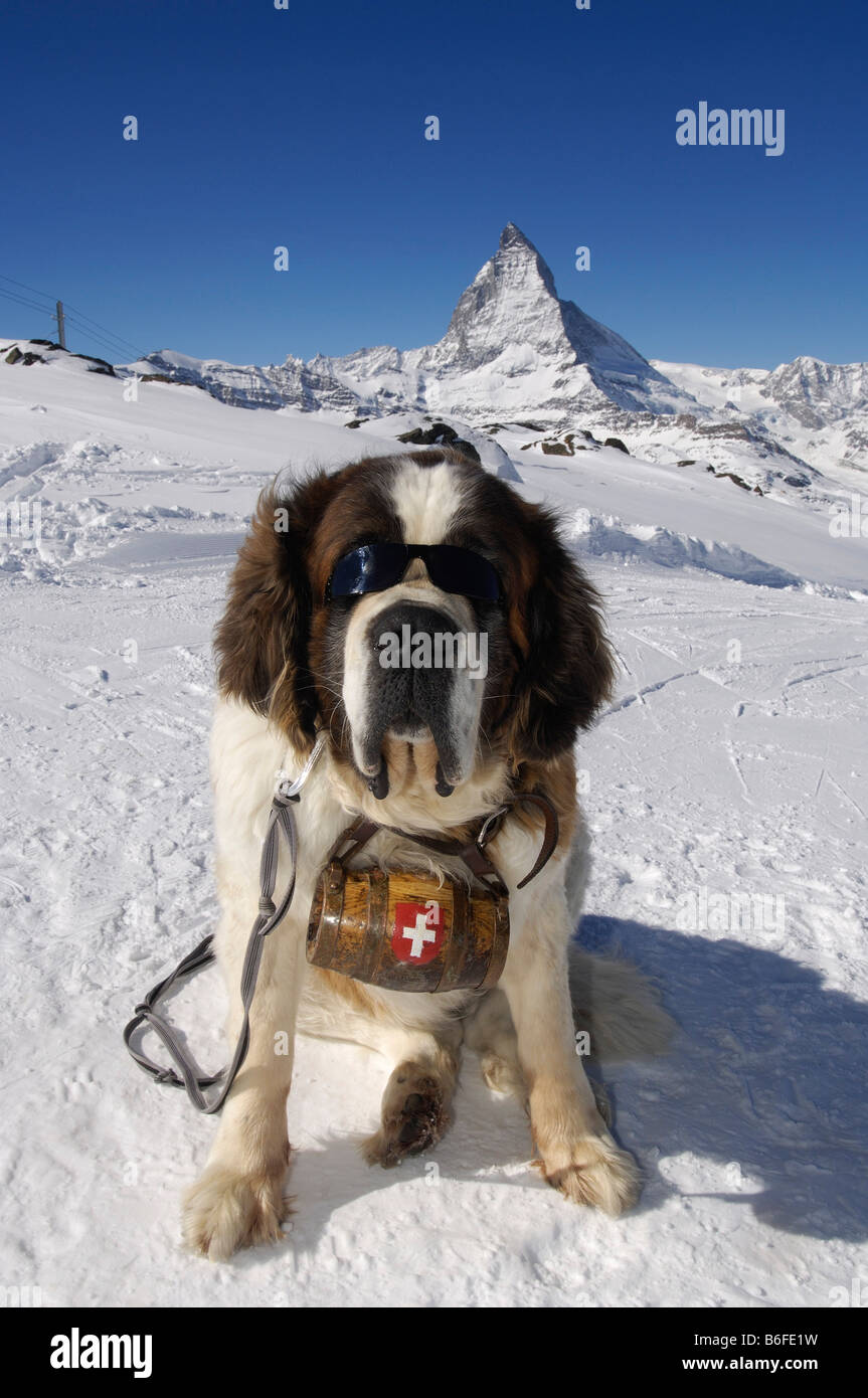St Bernard dog indossando occhiali da sole e una botte di rum contrassegnati con la croce svizzera, Monte Cervino, Zermatt, Vallese o Wallis Foto Stock
