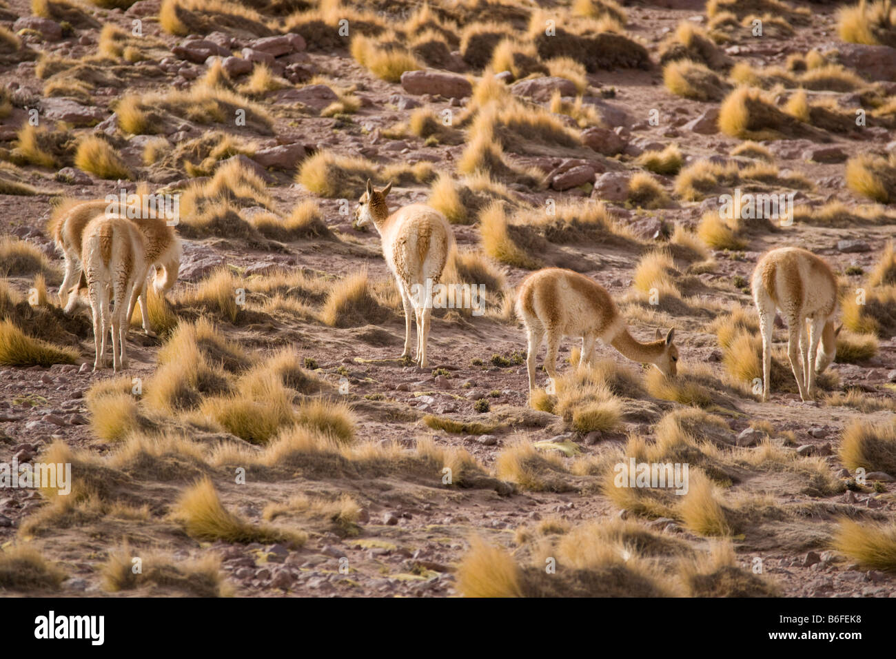 Vicuna, Vicugna vicugna, nel deserto di Atacama, Cile Foto Stock