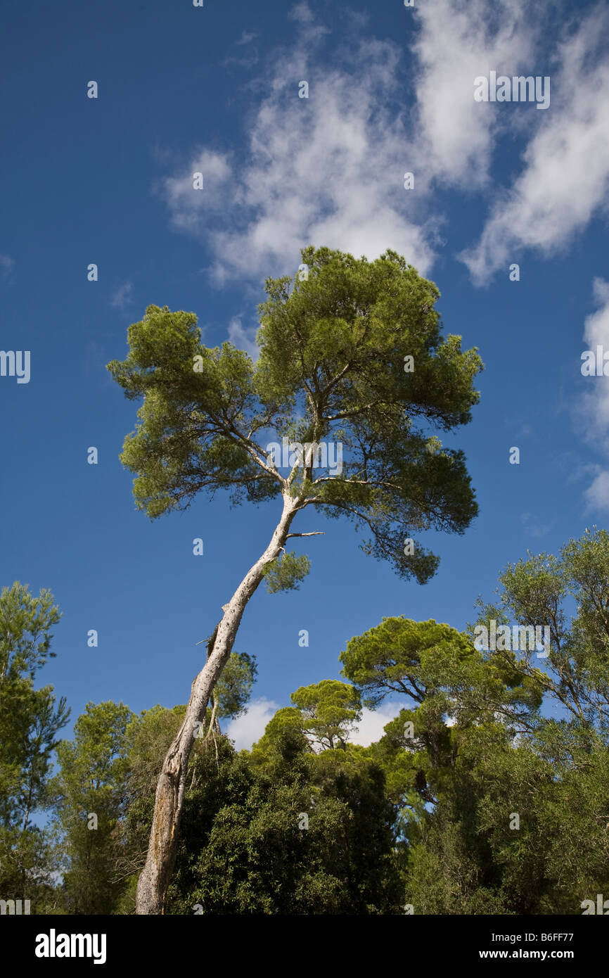 Altezza albero con il cielo blu e nuvole e più albero in background . Foto Stock