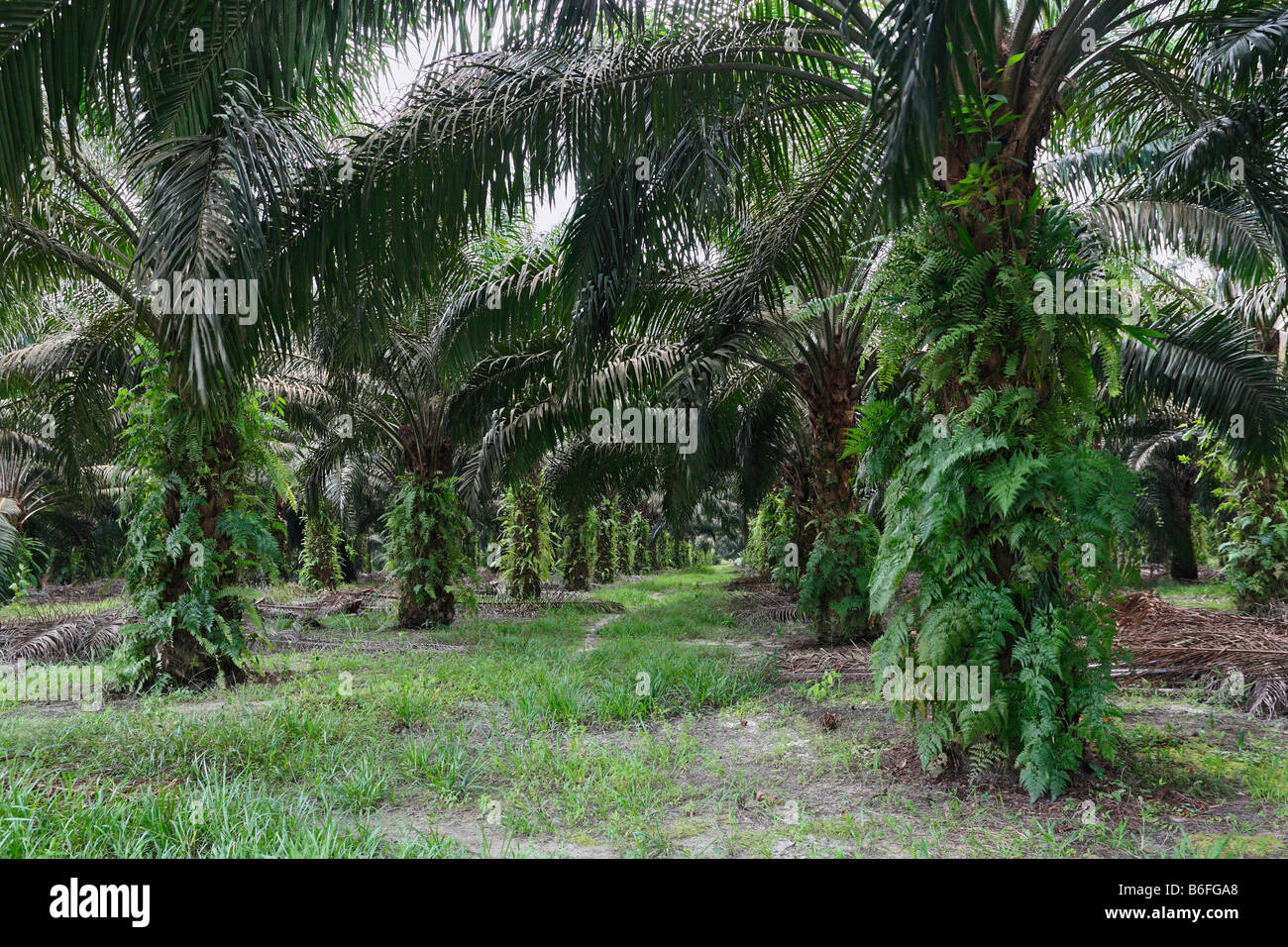 Olio di palma plantation, Pangkalan Bun, Kalimantan centrale, Borneo, Indonesia, sud-est asiatico Foto Stock