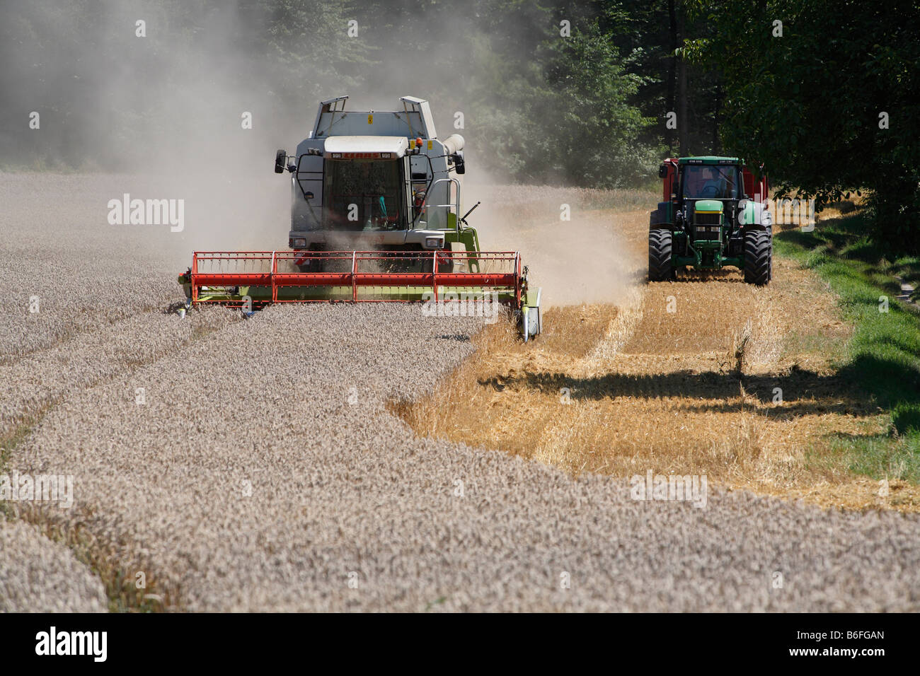 Mietitrice combinato al lavoro su un campo di grano, Salem, Baden-Wuerttemberg, Germania, Europa Foto Stock