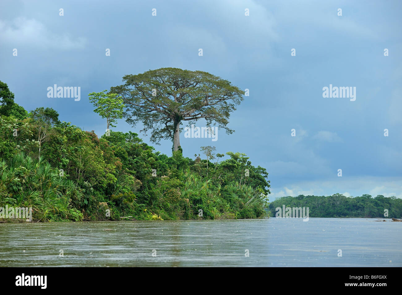 Ebano (Ceiba pentandra), noto come Ceibo in Ecuador, dal Rio Napo fiume vicino alla città di El Coca, Ecuador, Sud America Foto Stock