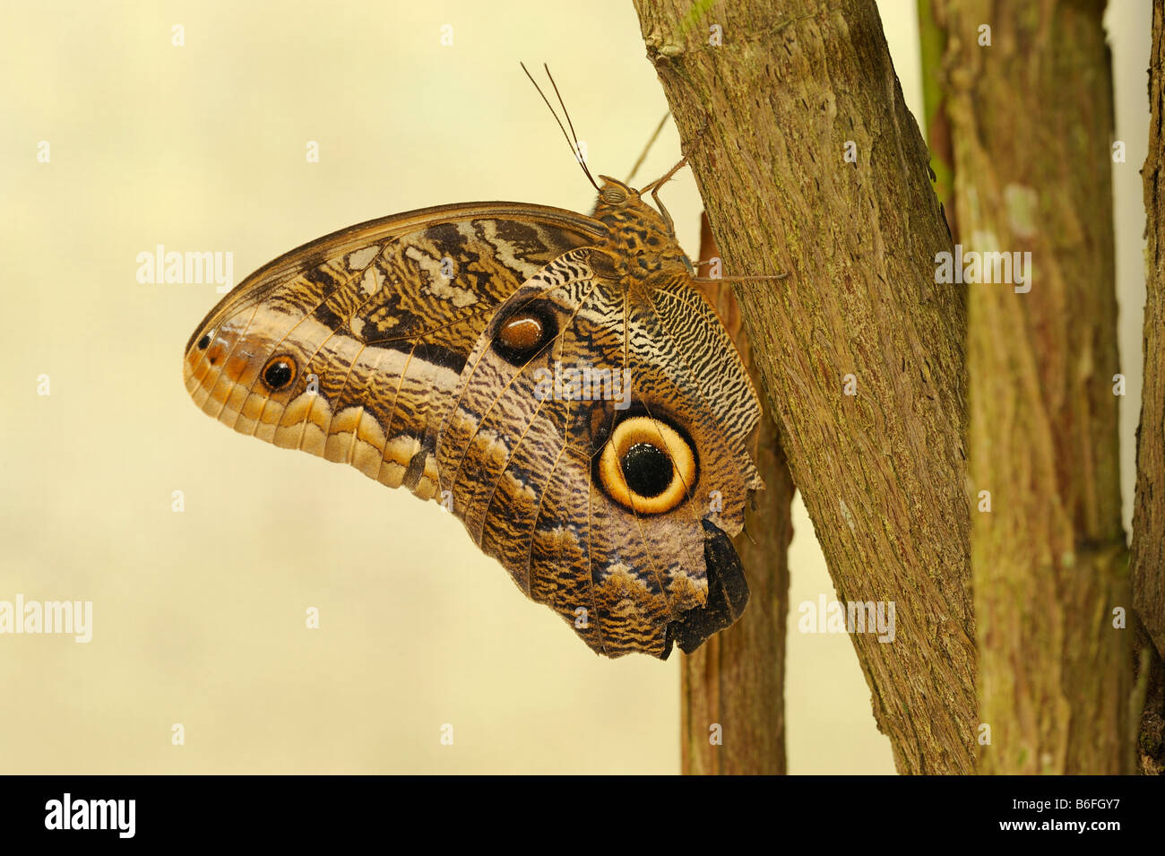 Giallo-delimitata Owl-Butterfly (Caligo Urano), Ecuador, Sud America Foto Stock