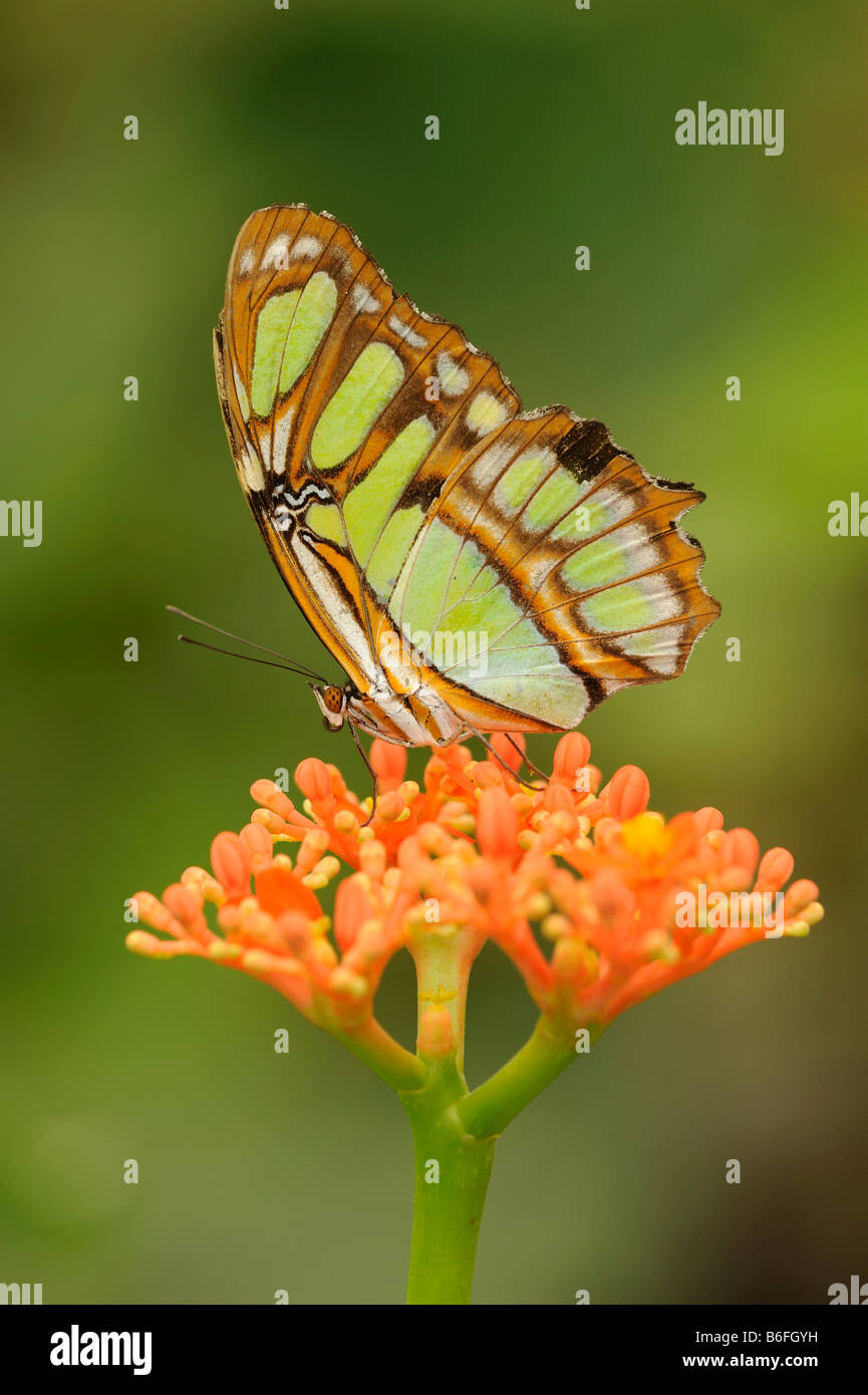 Malachite Butterfly (Siproeta stelenes) su un fiore, Ecuador, Sud America Foto Stock