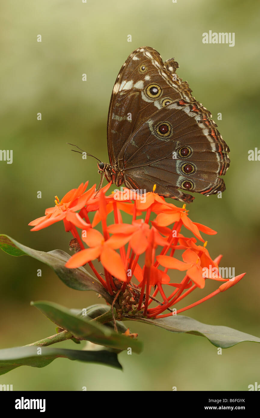 Blu Peleides morfo Butterfly (Morpho peleides), Ecuador, Sud America Foto Stock