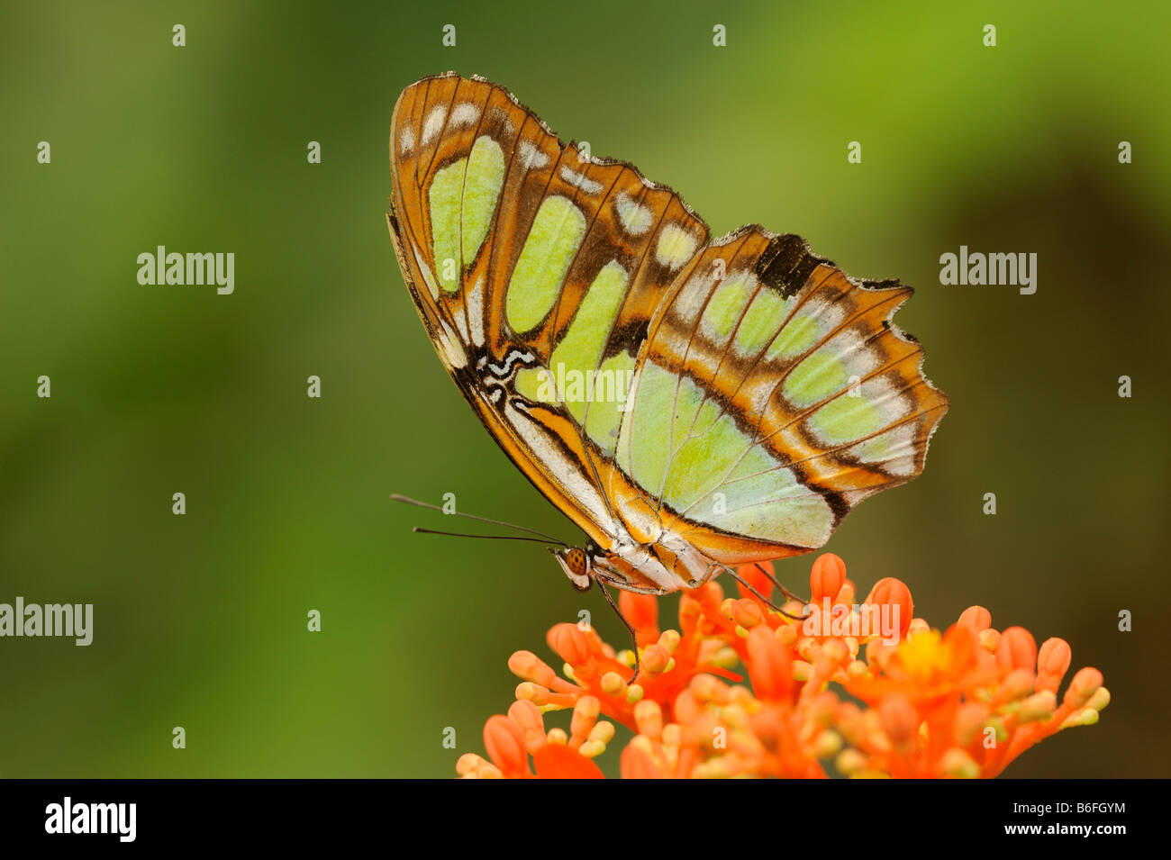 Malachite Butterfly (Siproeta stelenes) su un fiore, Ecuador, Sud America Foto Stock