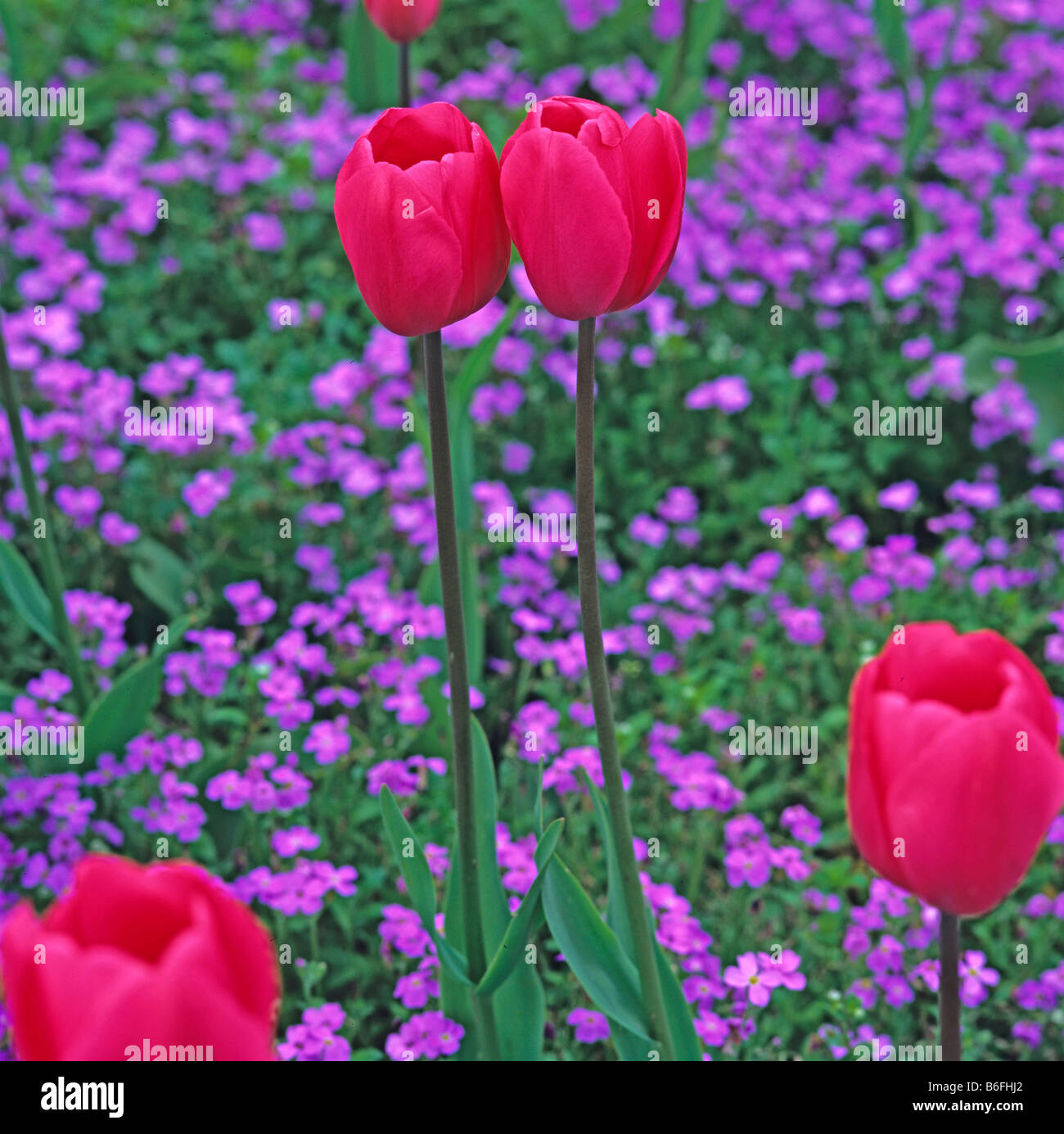 Tulipa Don Quichotte con Aubretia x cultorum a Kew Gardens Foto Stock