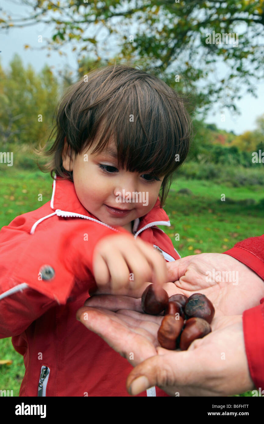 Bambino raccolta delle castagne, Niederwerth, Renania-Palatinato, Germania, Europa Foto Stock