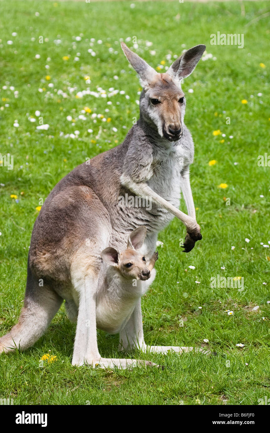 Canguro rosso (Macropus rufus), Joey nella sacca, captive in zoo Foto Stock