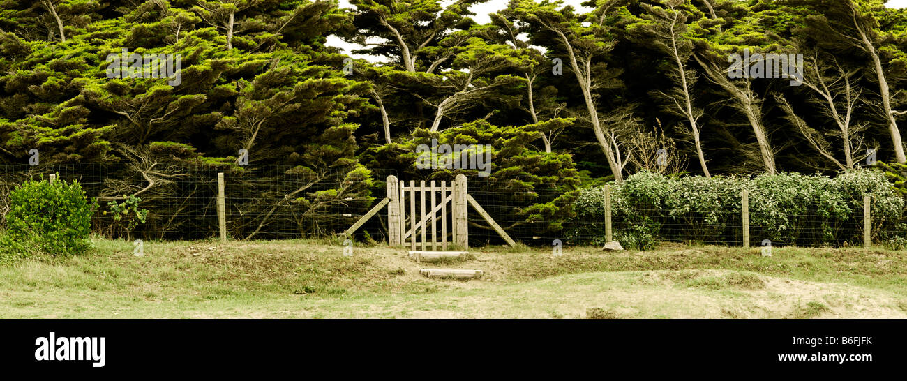 Cancello in legno nella parte anteriore di una tempesta weathered forest, Bretagna Bretagne, Francia, Europa Foto Stock