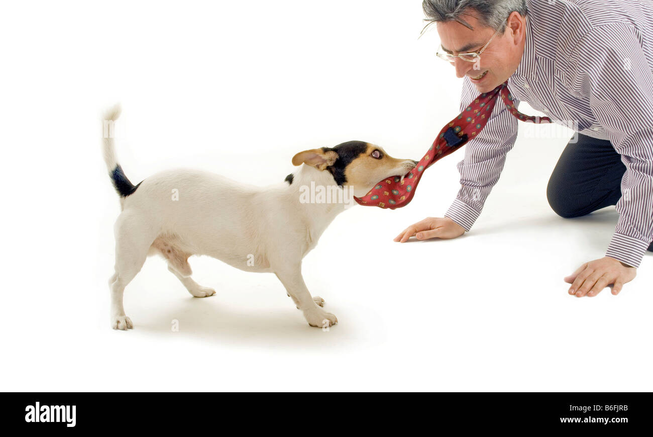 Jack Russel Terrier tirando una cravatta da uomo Foto Stock
