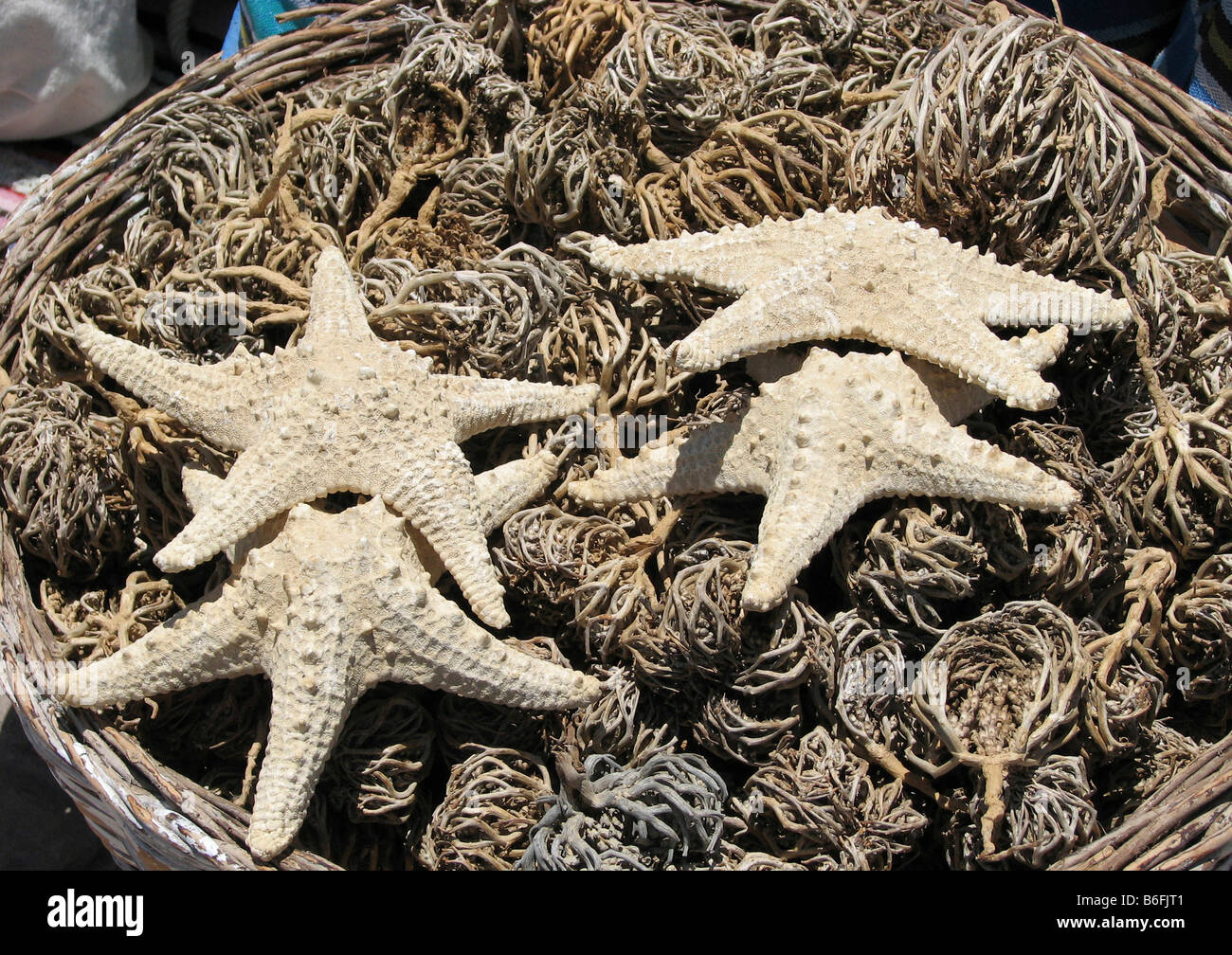 Essiccato starfish, souvenir, Sinai, Egitto, Africa Foto Stock
