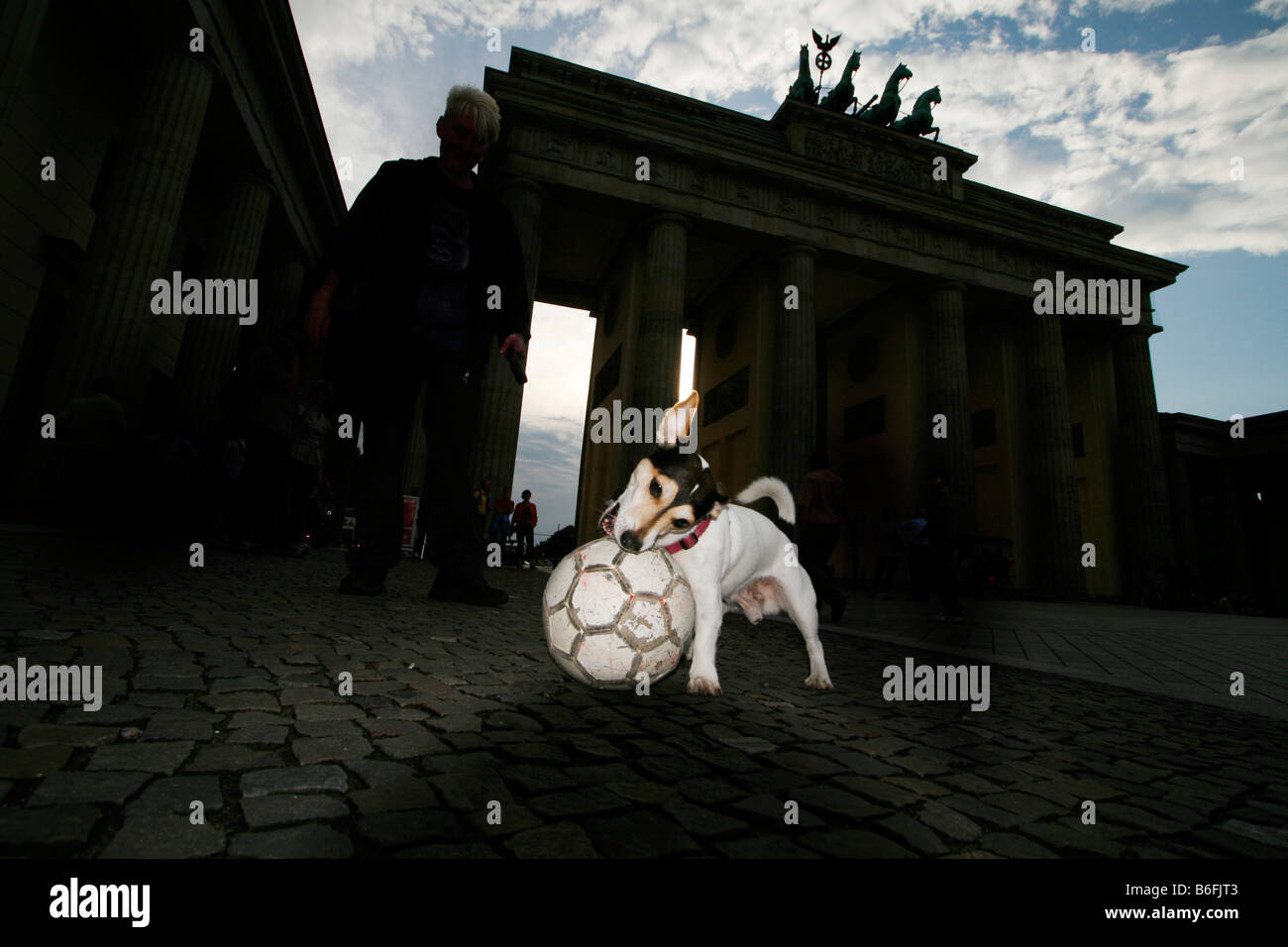 Jack Russel Terrier giocando con una palla di fronte alla Porta di Brandeburgo di notte, Brandenburger Tor, Berlino, Germania, Europa Foto Stock