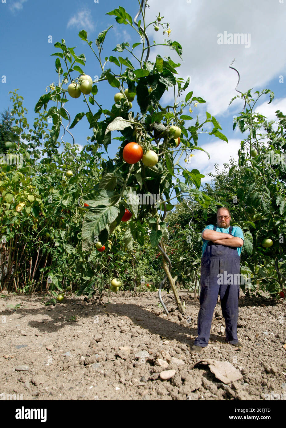 Agricoltore in piedi accanto a una grande pianta di pomodoro, alimenti geneticamente modificati Foto Stock