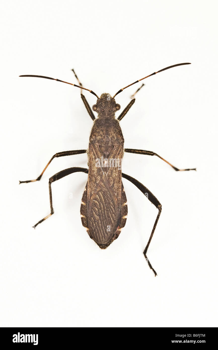 Alydidae o ampia capo-Bug (Alydus calcaratus) Foto Stock