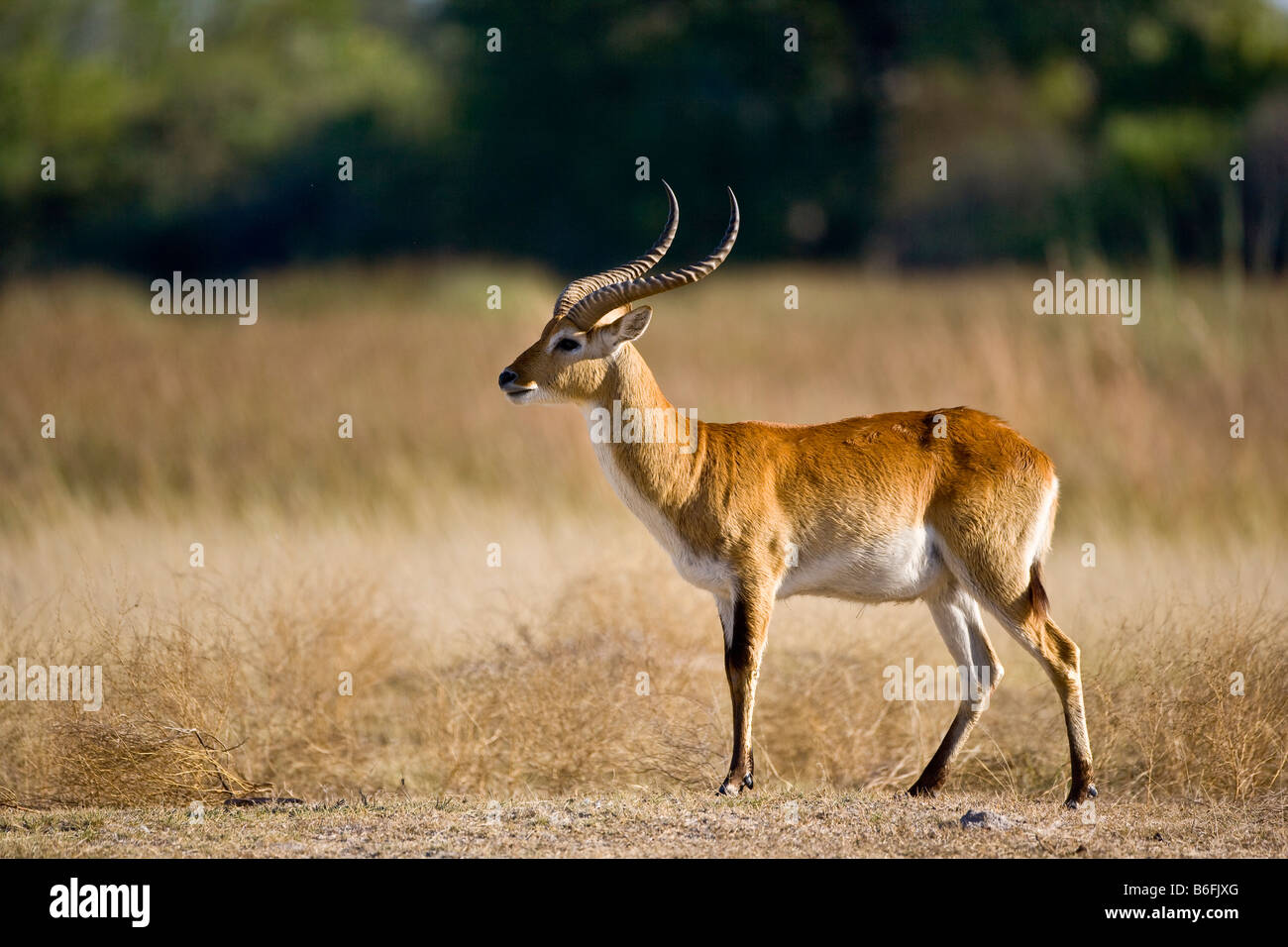 Lechwe o nel Sud Lechwe Antilope (Kobus leche), Okavango Delta, Botswana, Africa Foto Stock